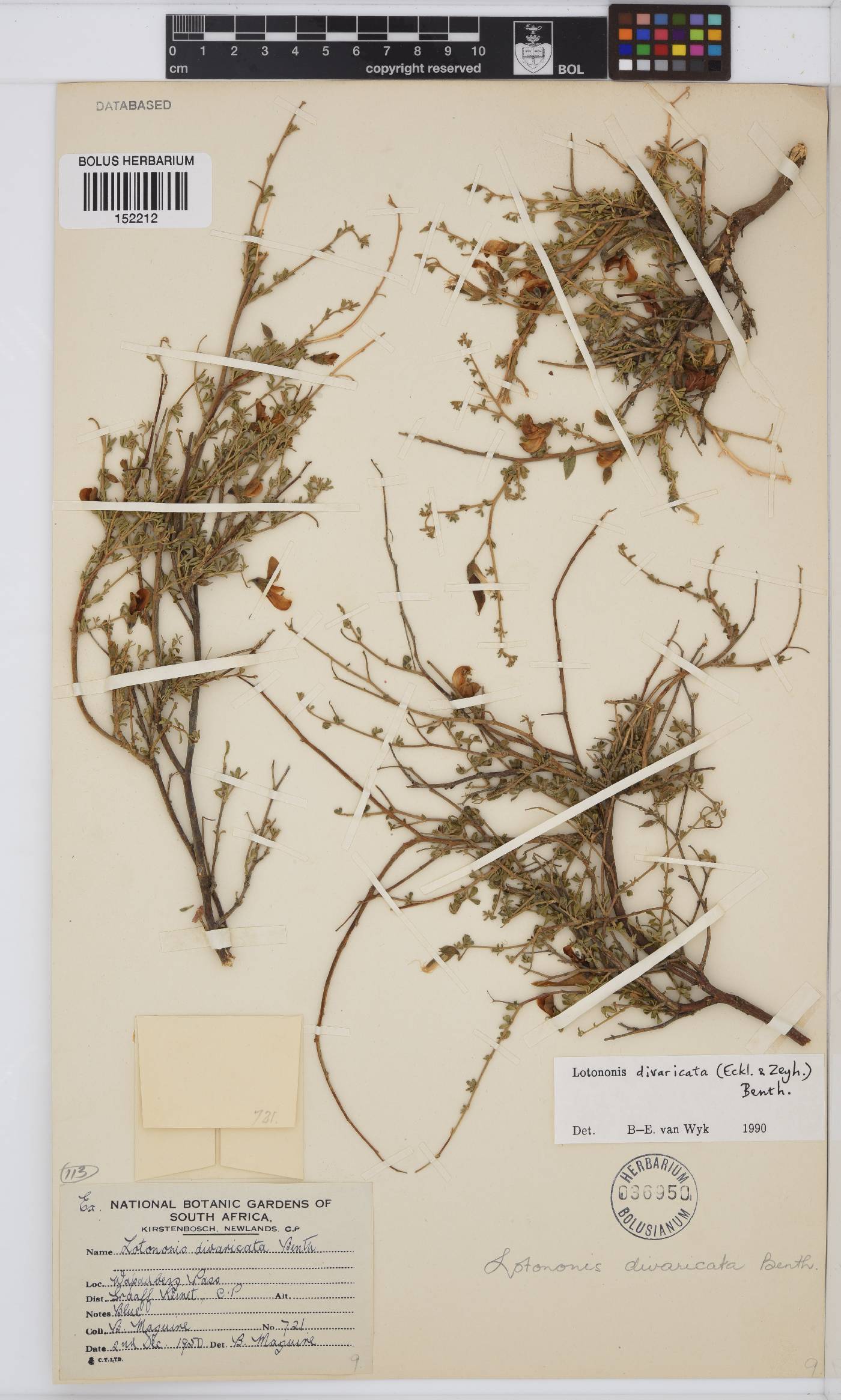 Lotononis divaricata image