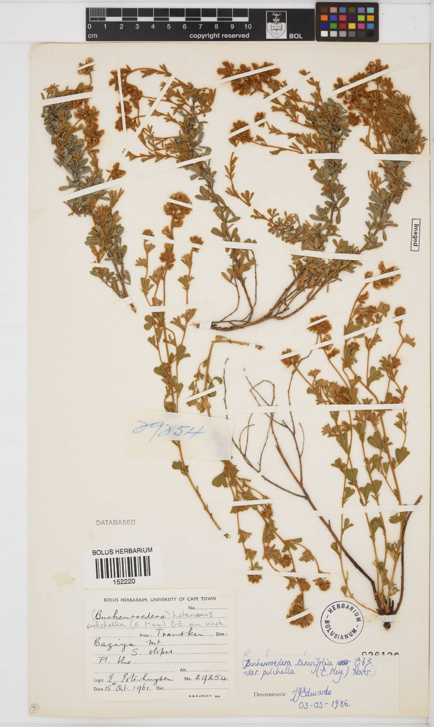 Lotononis pulchella image