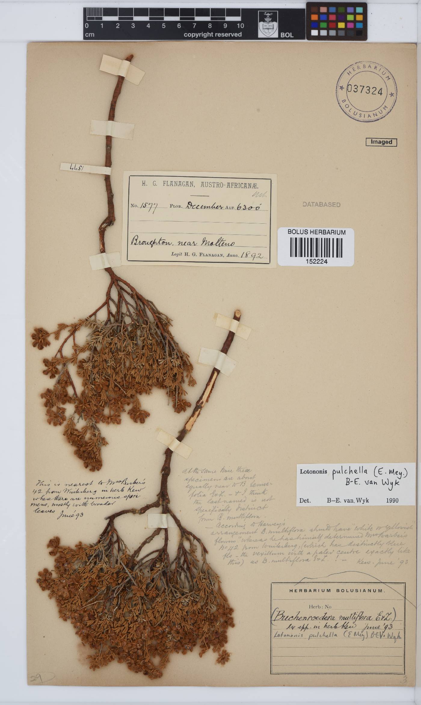 Lotononis pulchella image