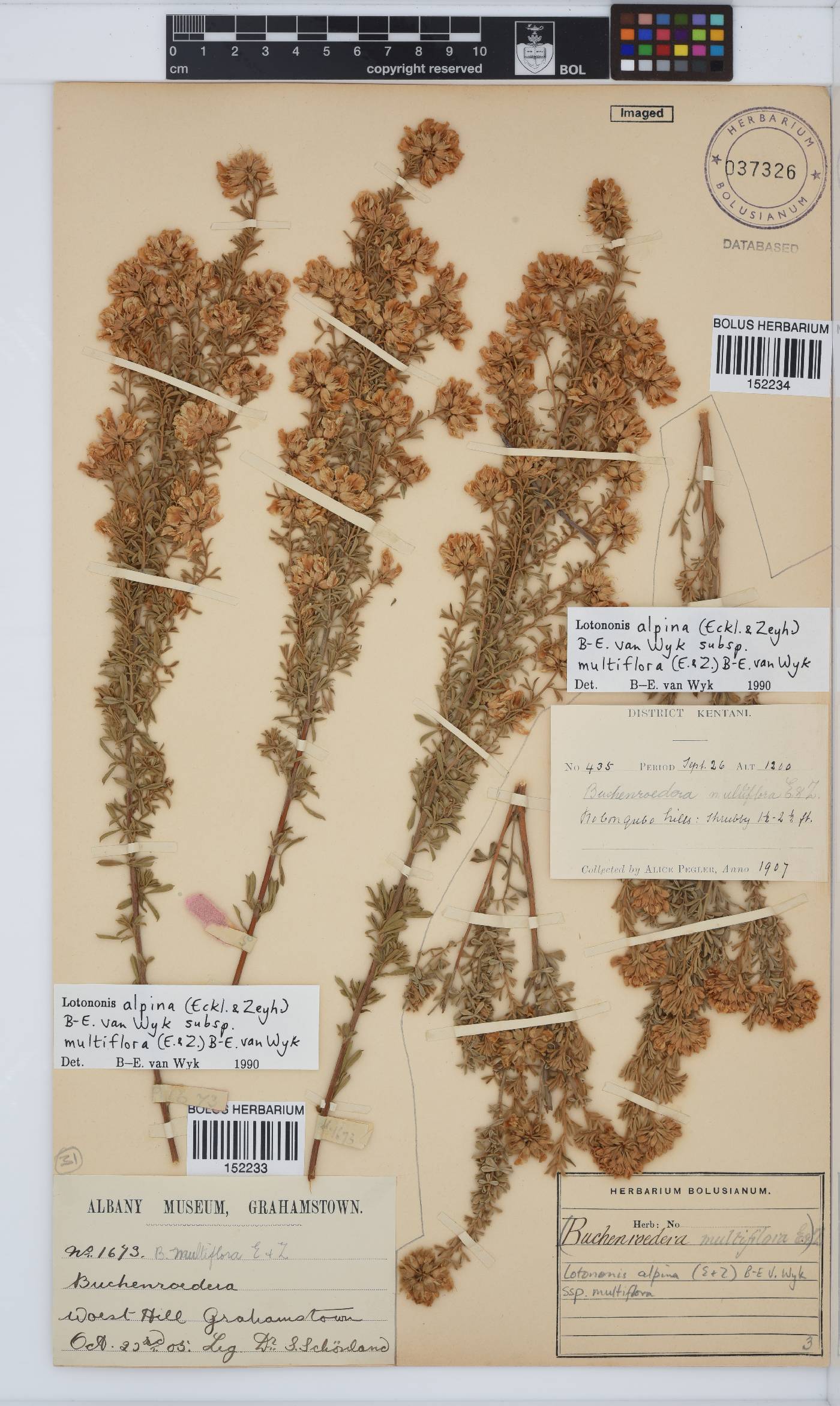Lotononis alpina subsp. multiflora image