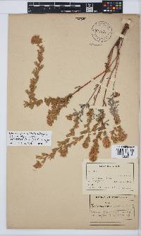 Lotononis alpina subsp. multiflora image