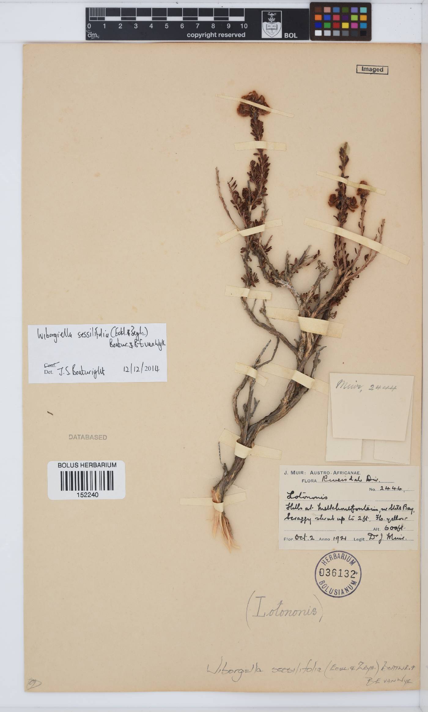 Wiborgiella sessilifolia image