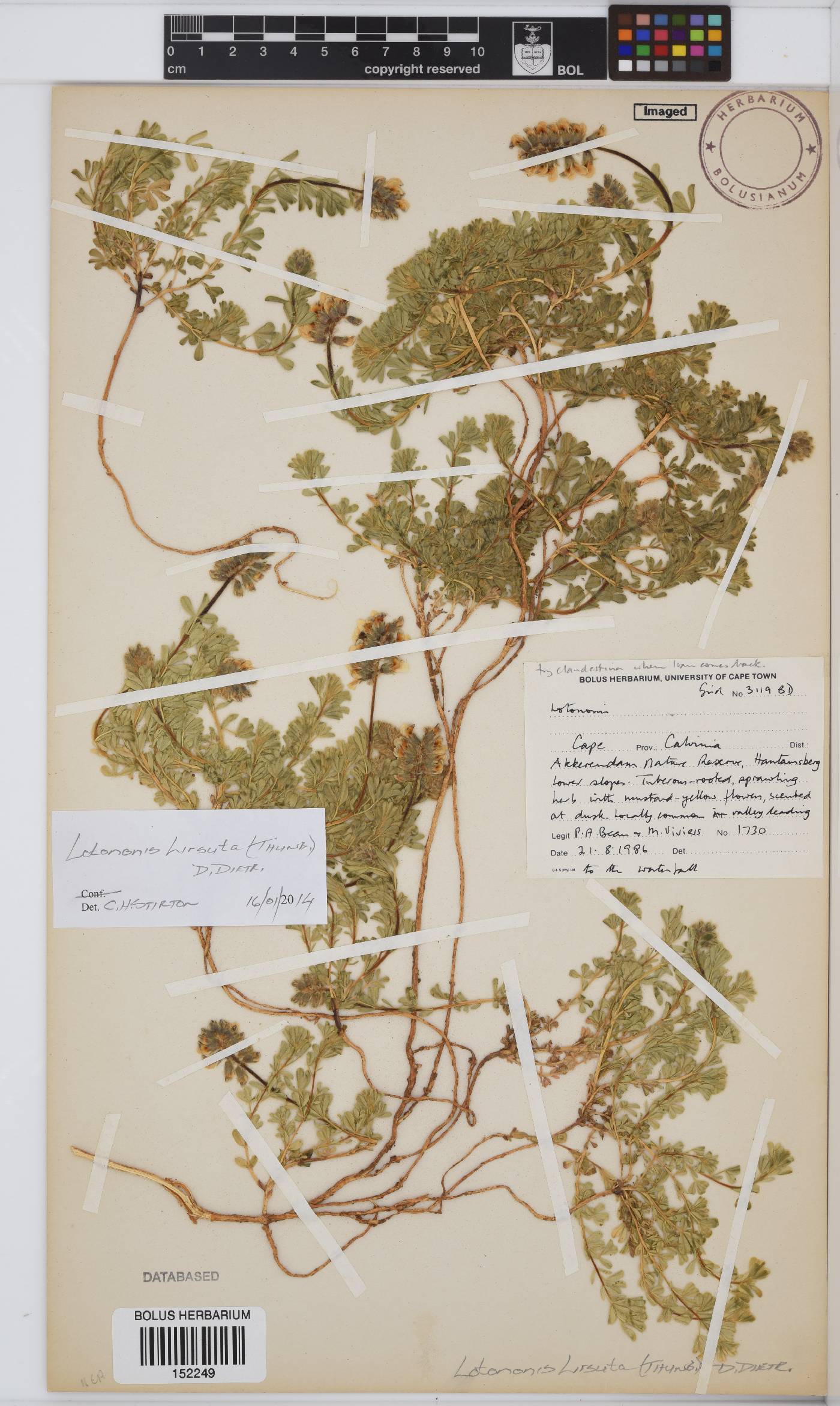 Euchlora hirsuta image