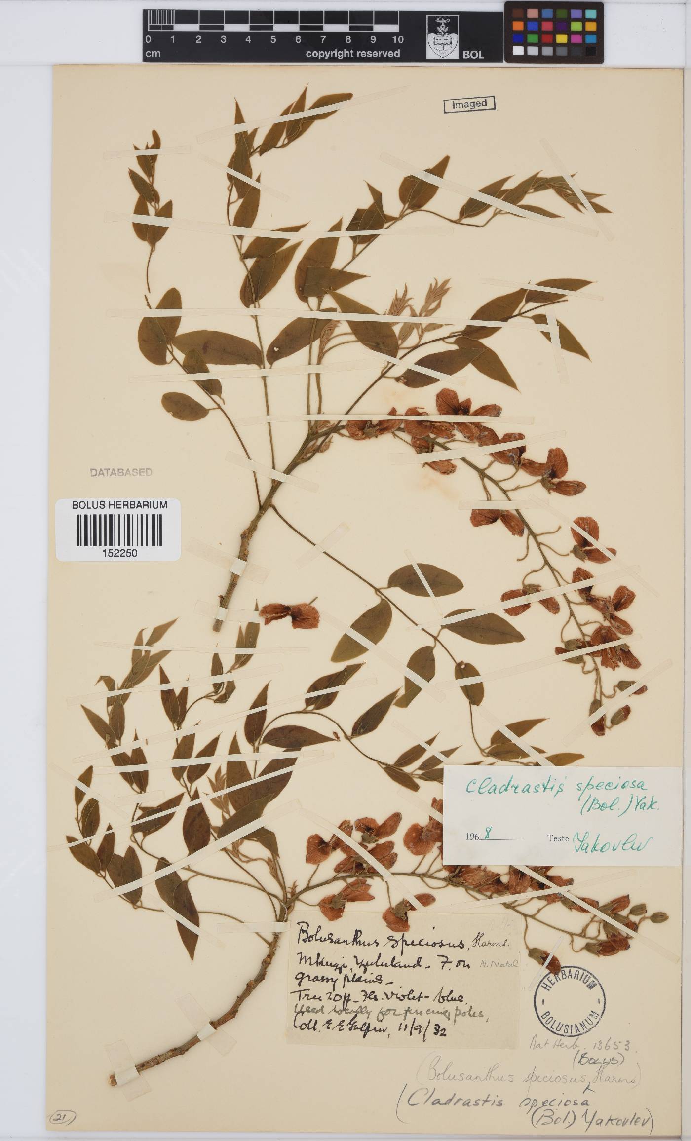 Bolusanthus image