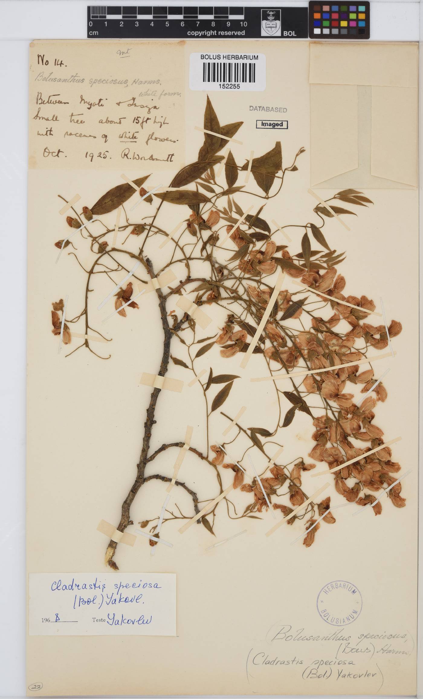 Bolusanthus speciosus image