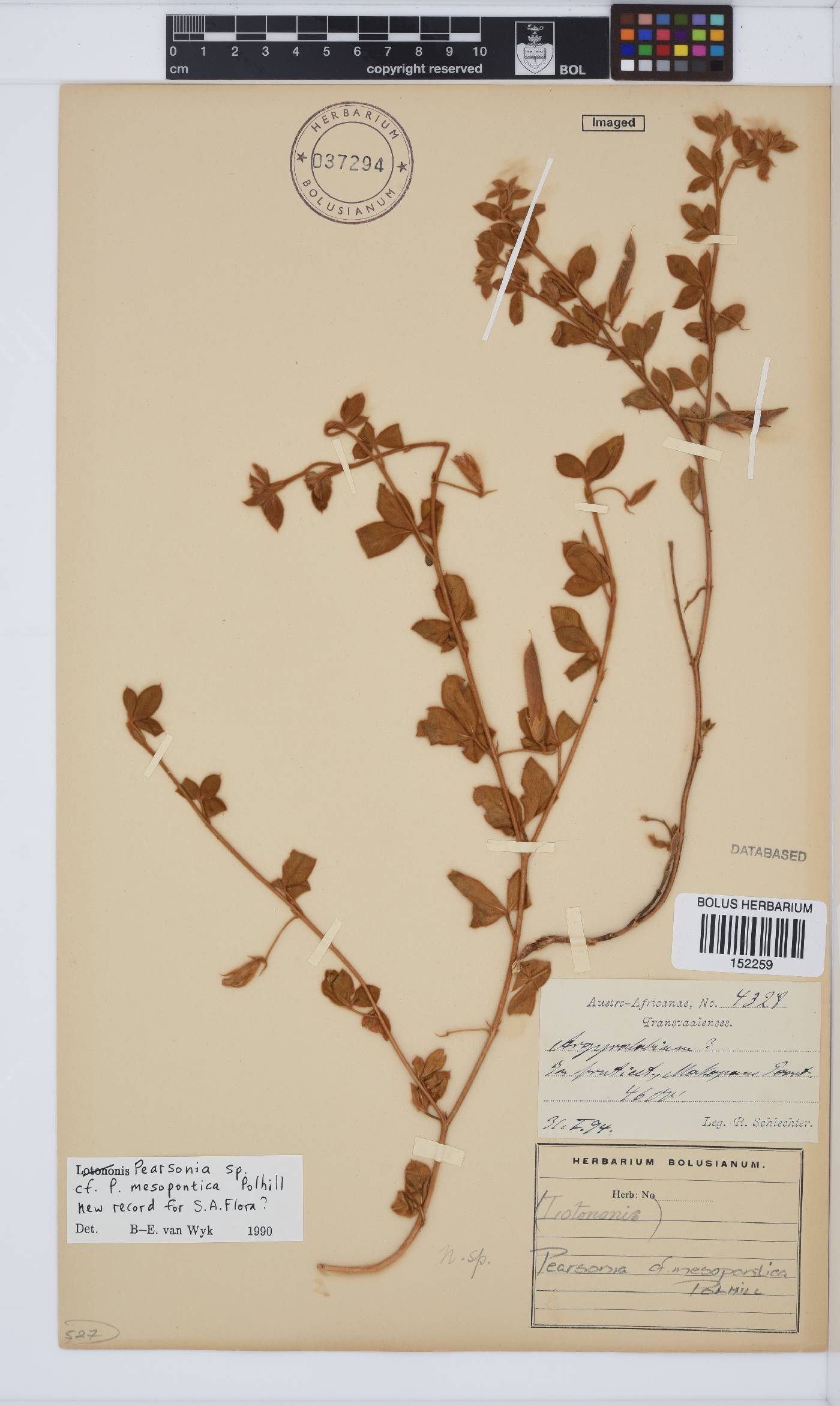 Pearsonia mesopontica image