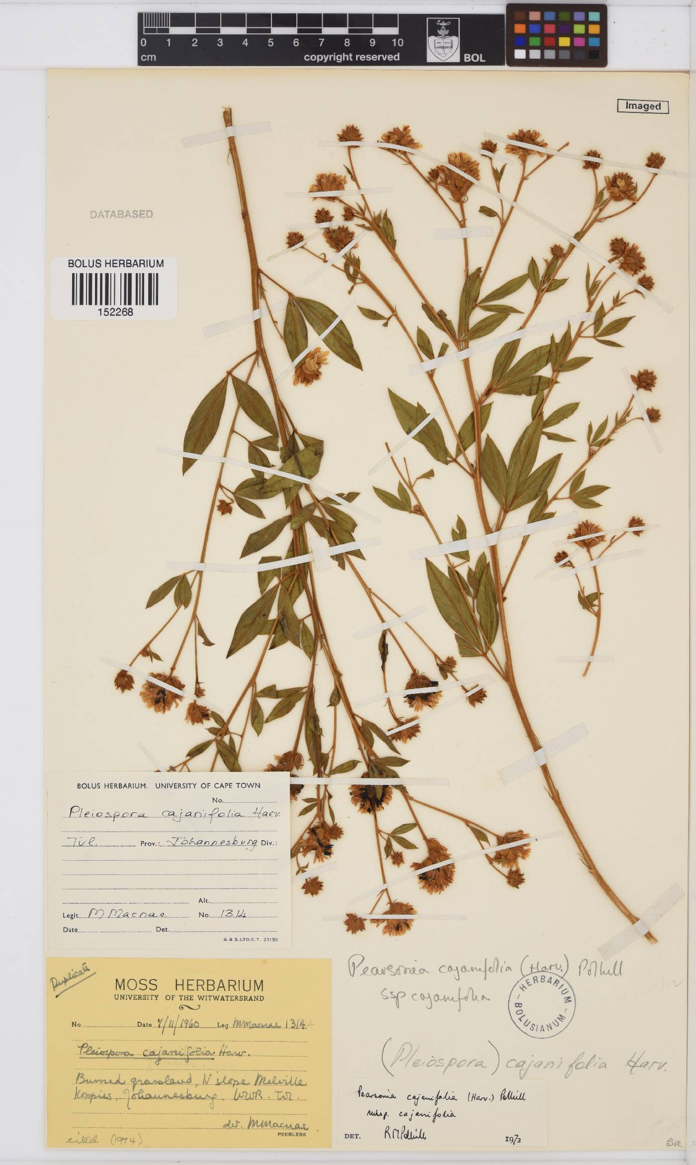 Pearsonia cajanifolia image