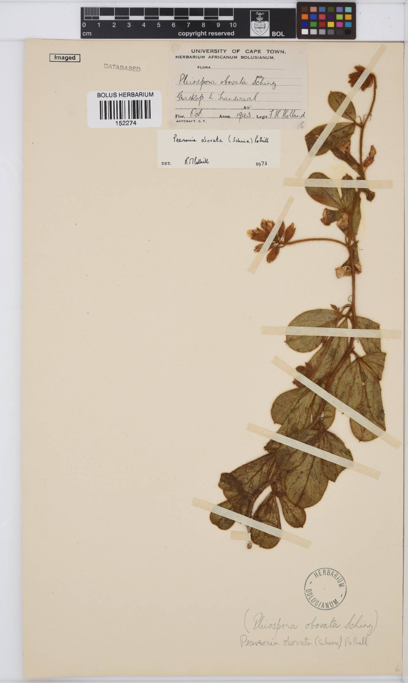 Pearsonia obovata image