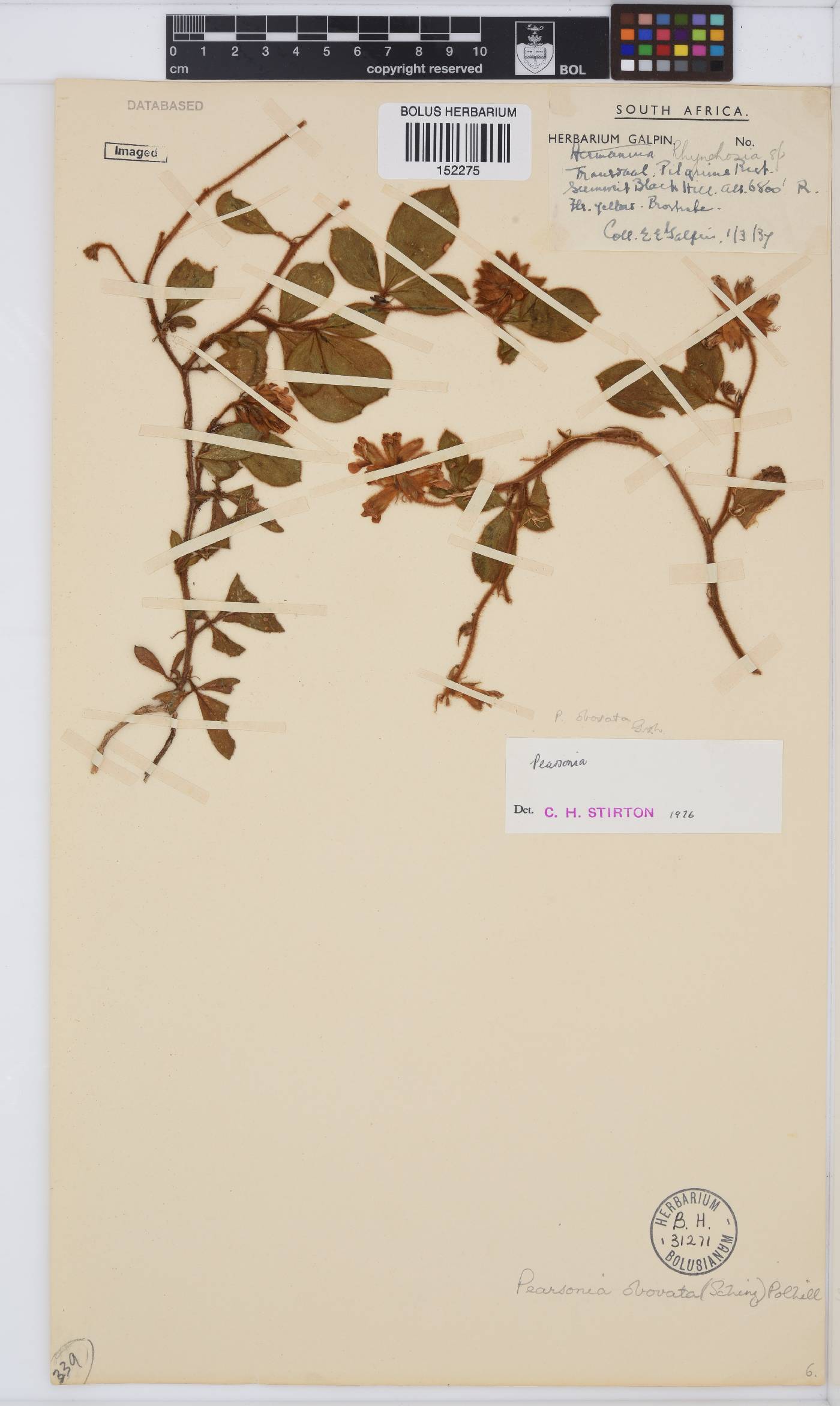 Pearsonia obovata image