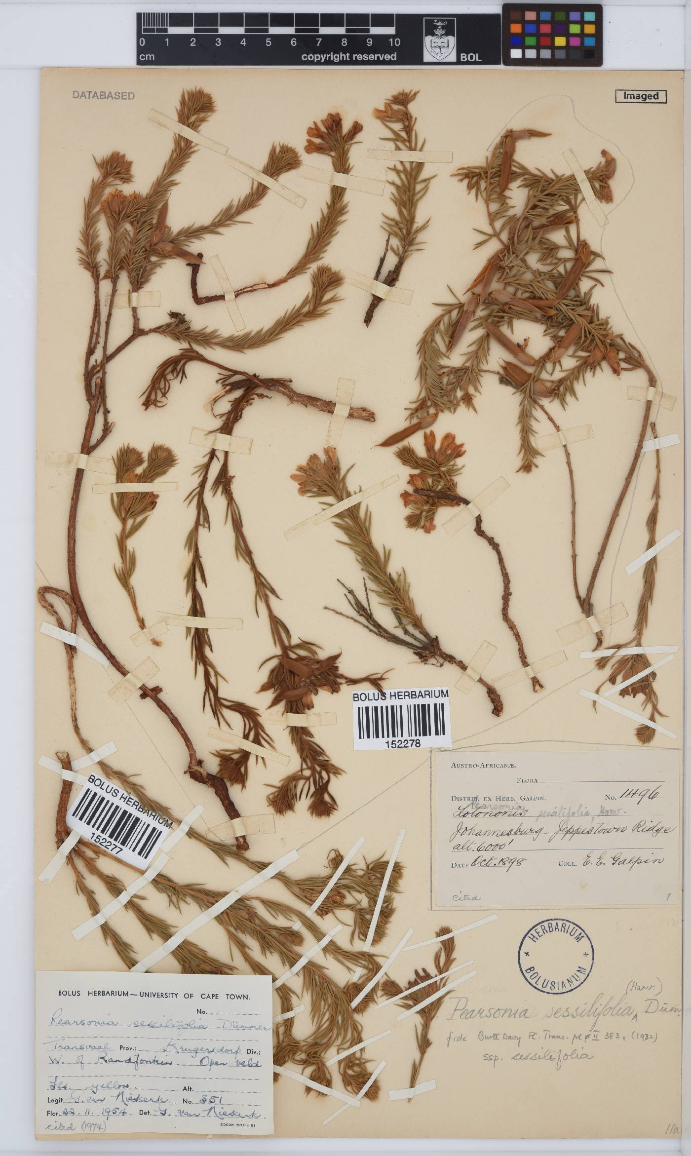Pearsonia sessilifolia image