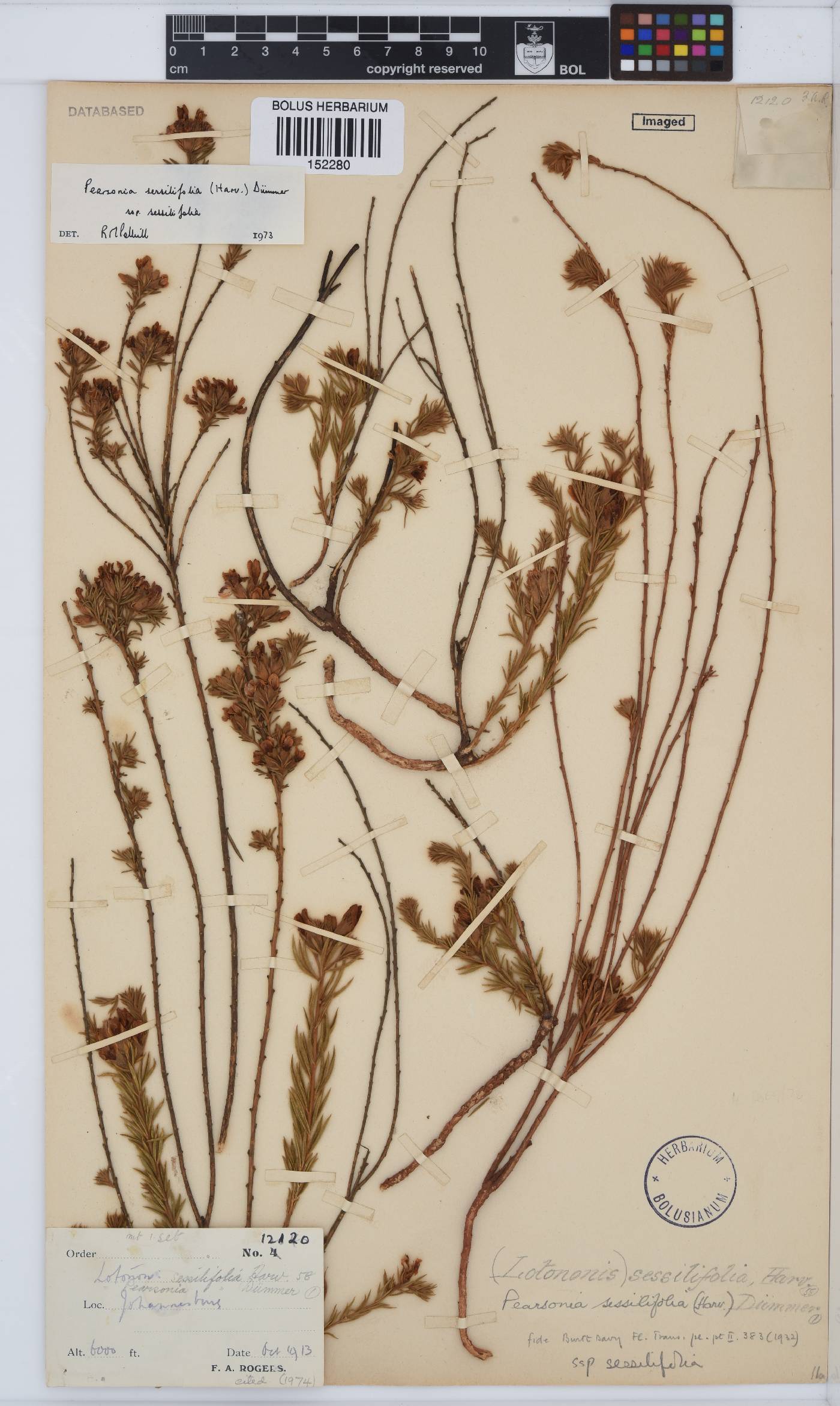 Pearsonia sessilifolia subsp. sessilifolia image