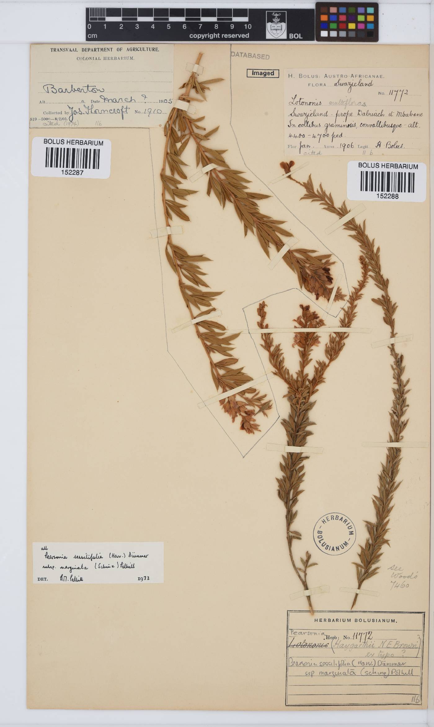 Pearsonia sessilifolia subsp. marginata image