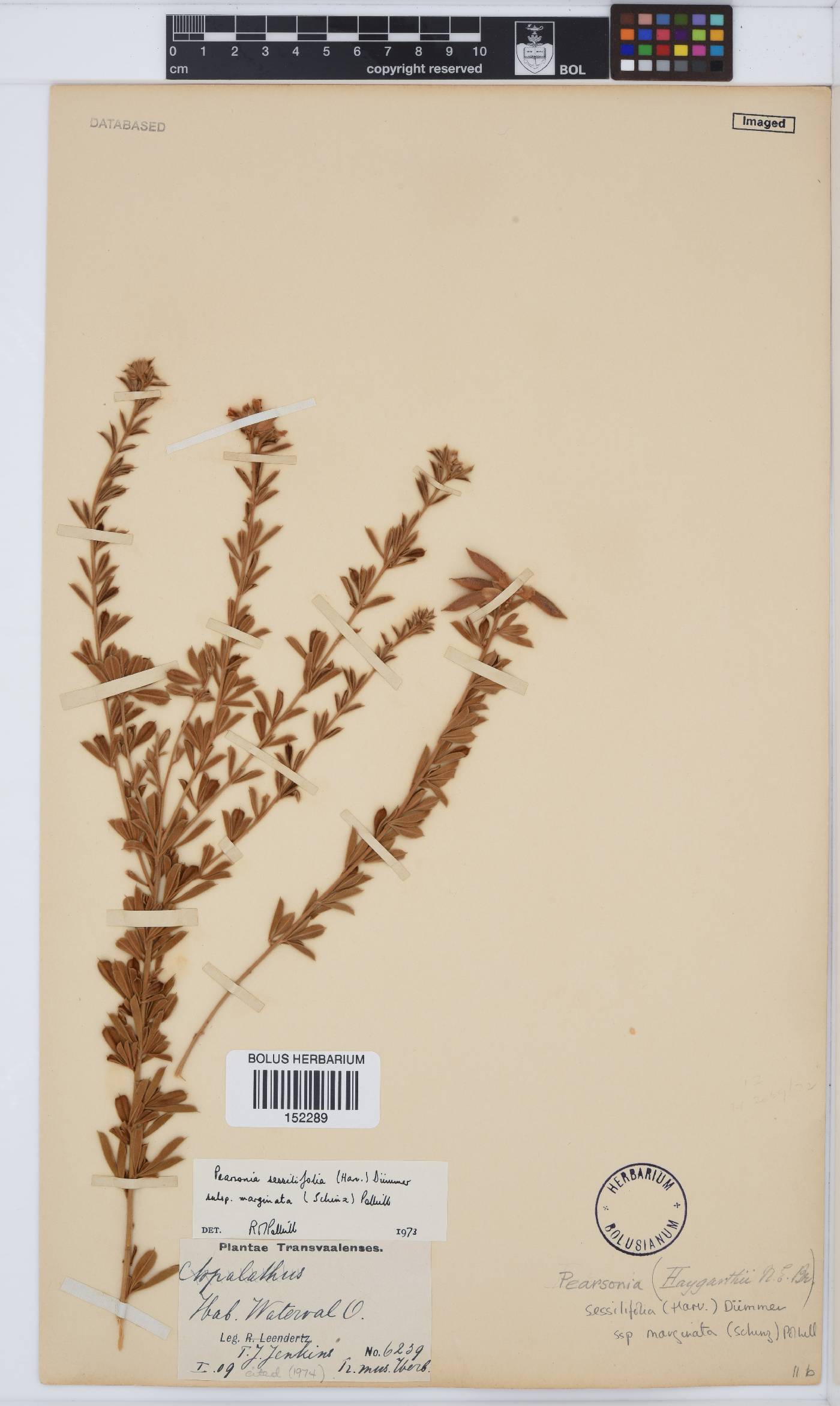 Pearsonia sessilifolia subsp. marginata image