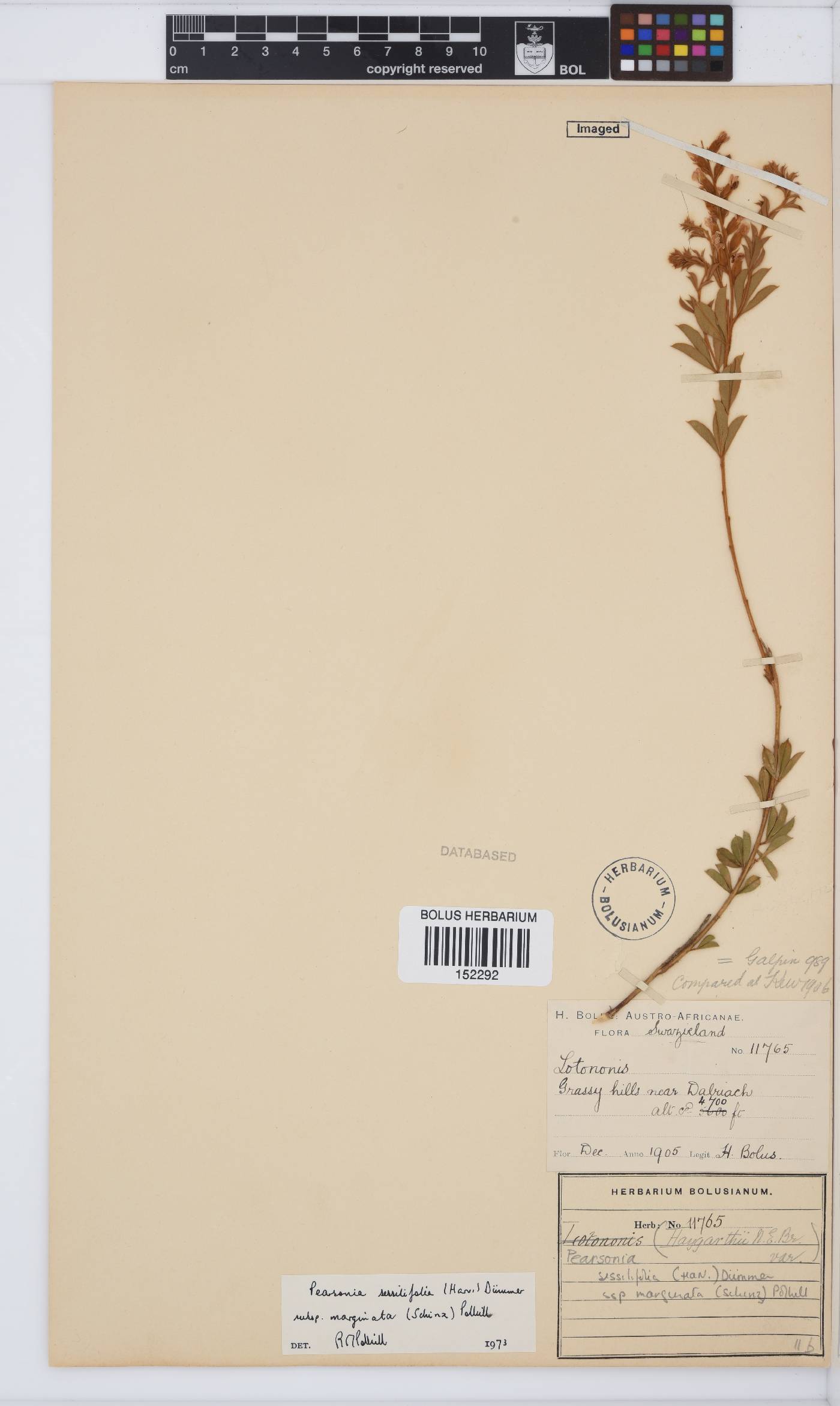 Pearsonia sessilifolia subsp. marginata image