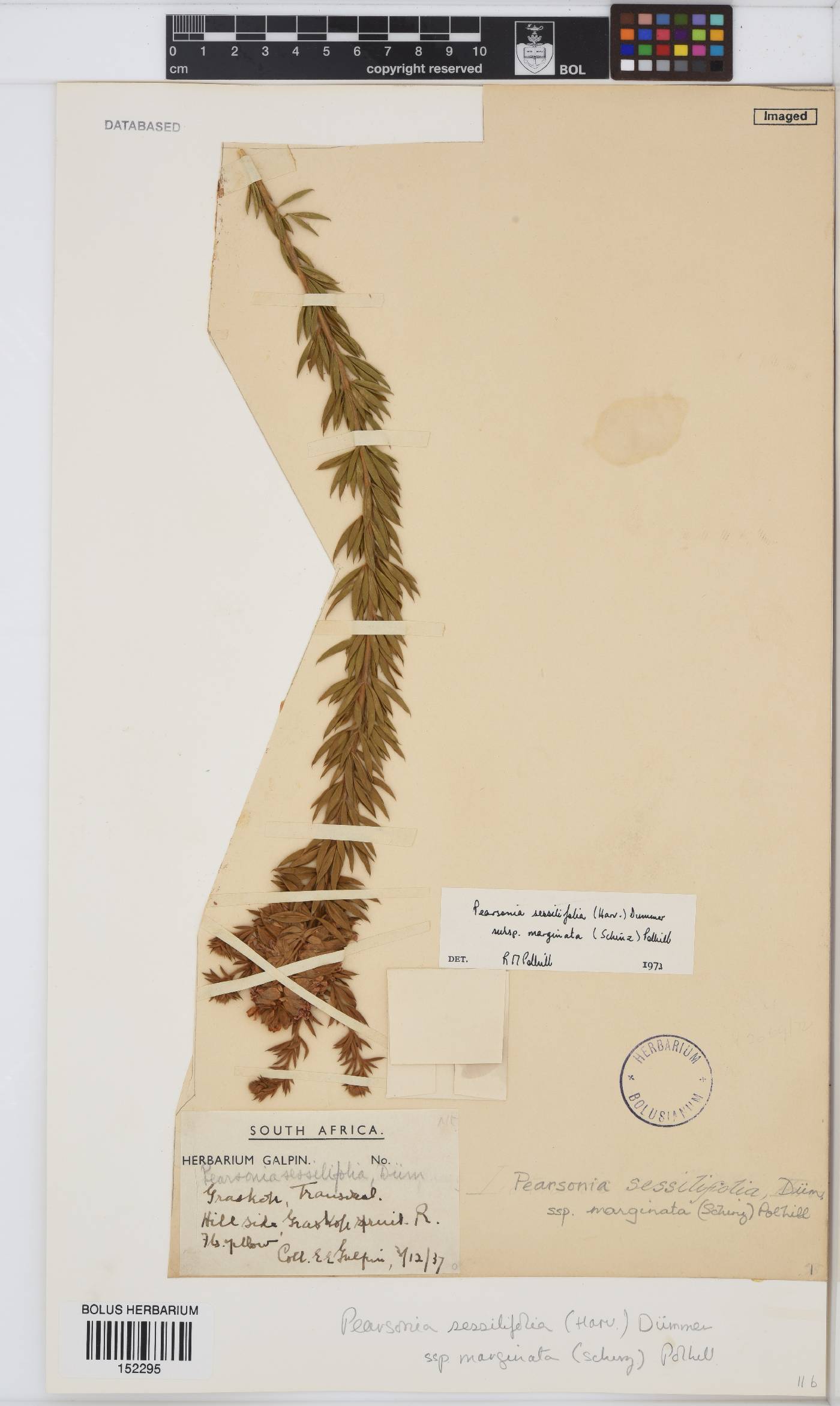 Pearsonia sessilifolia subsp. marginata image