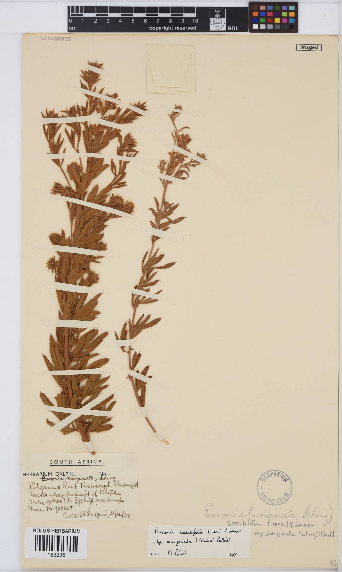 Pearsonia sessilifolia subsp. marginata image