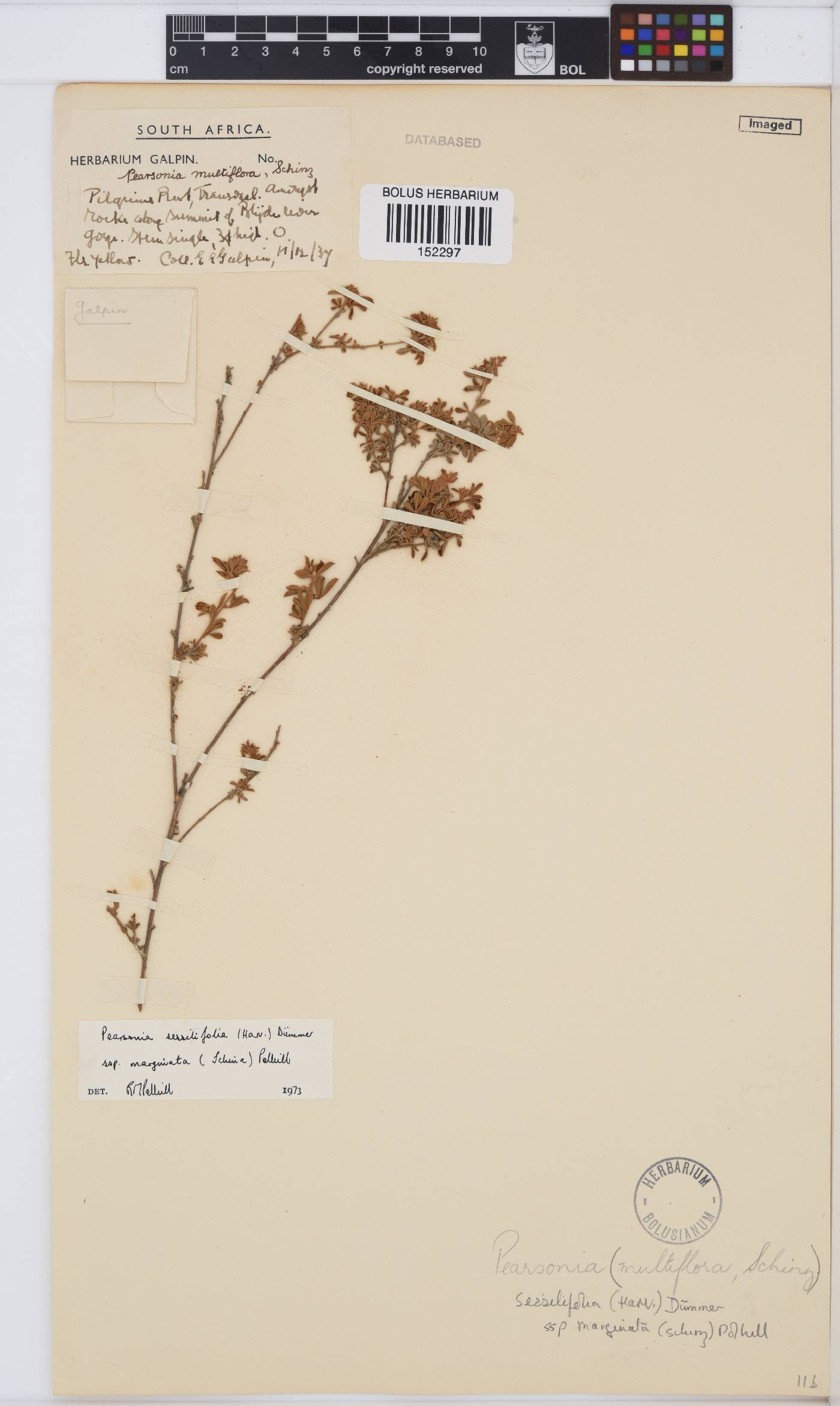 Pearsonia sessilifolia subsp. marginata image