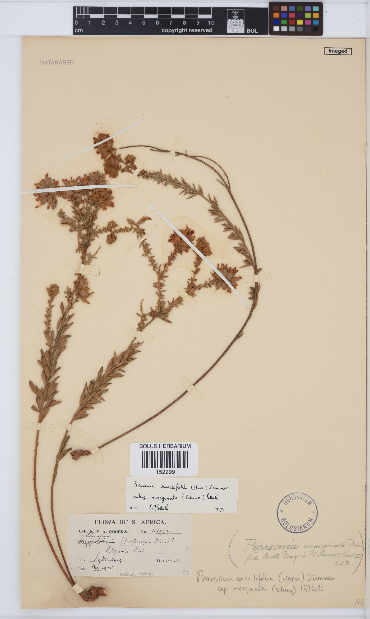 Pearsonia sessilifolia subsp. marginata image