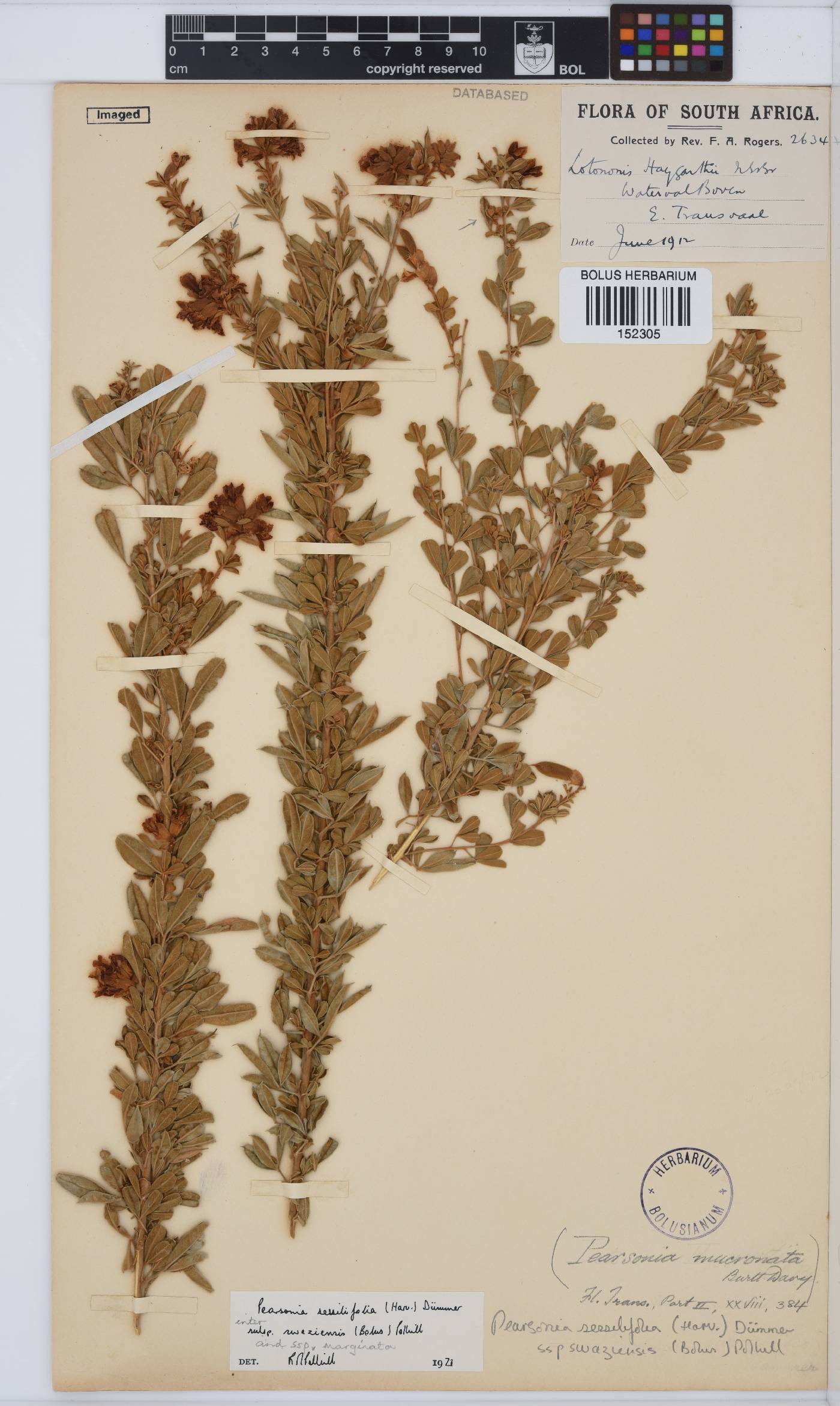 Pearsonia sessilifolia subsp. swaziensis image