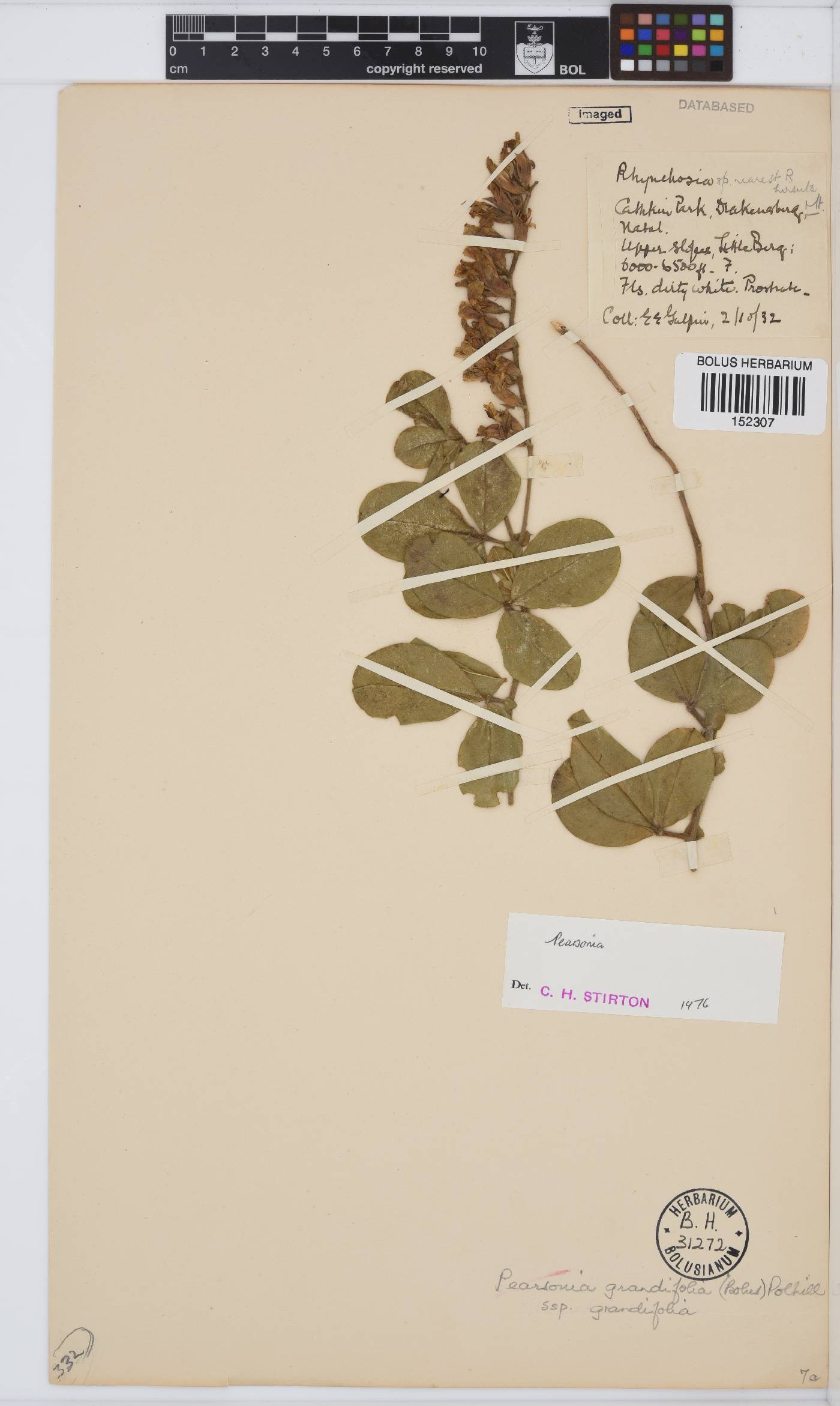 Pearsonia grandifolia subsp. grandifolia image