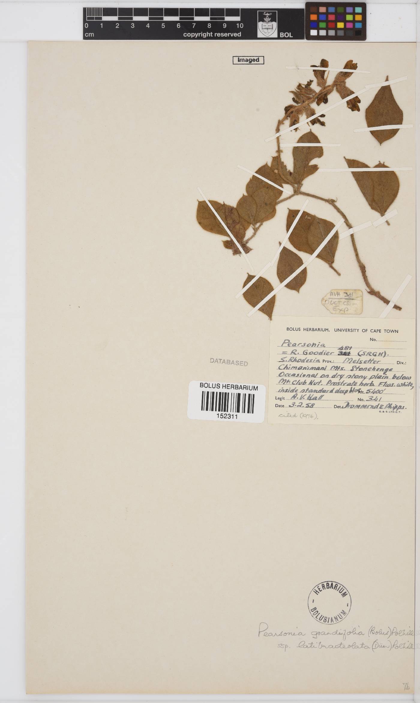 Pearsonia grandifolia subsp. latibracteolata image