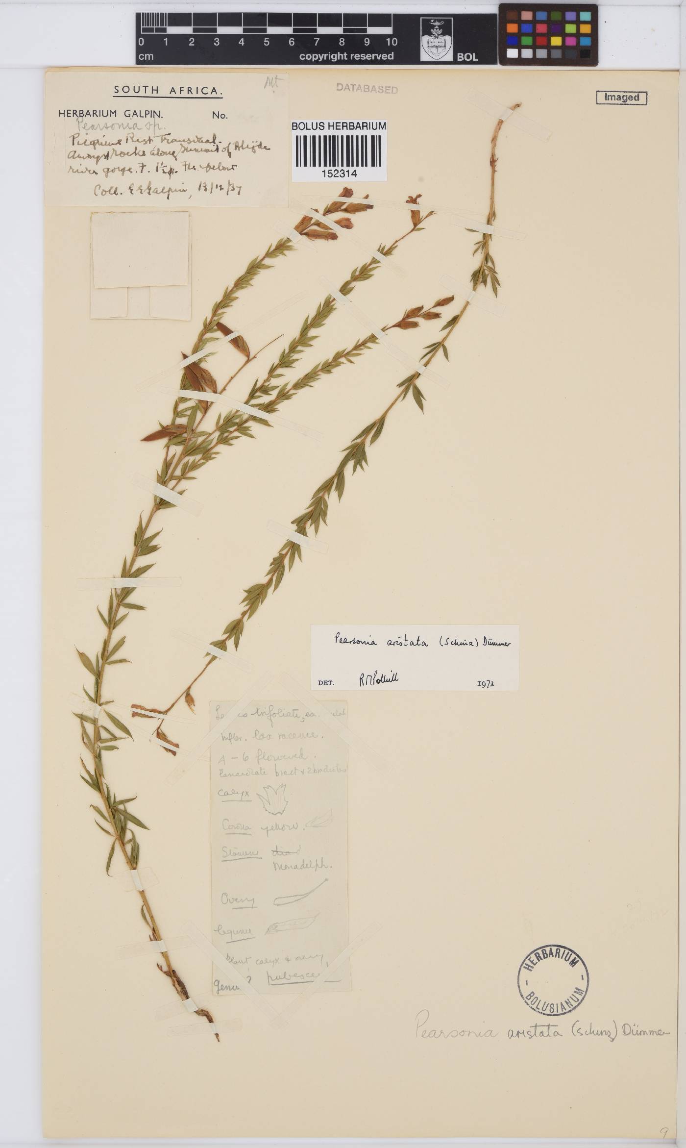 Pearsonia aristata image