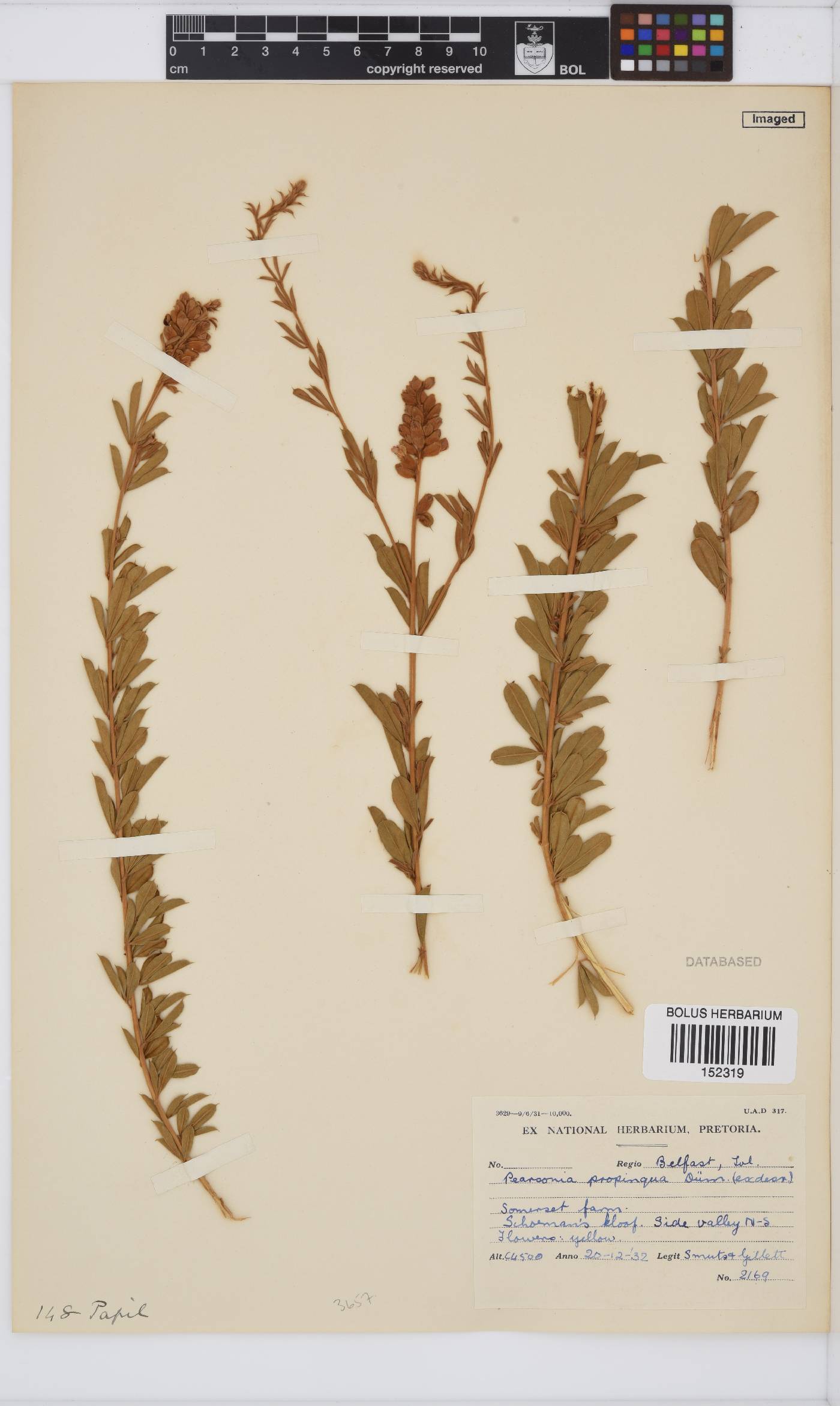 Pearsonia sessilifolia subsp. marginata image