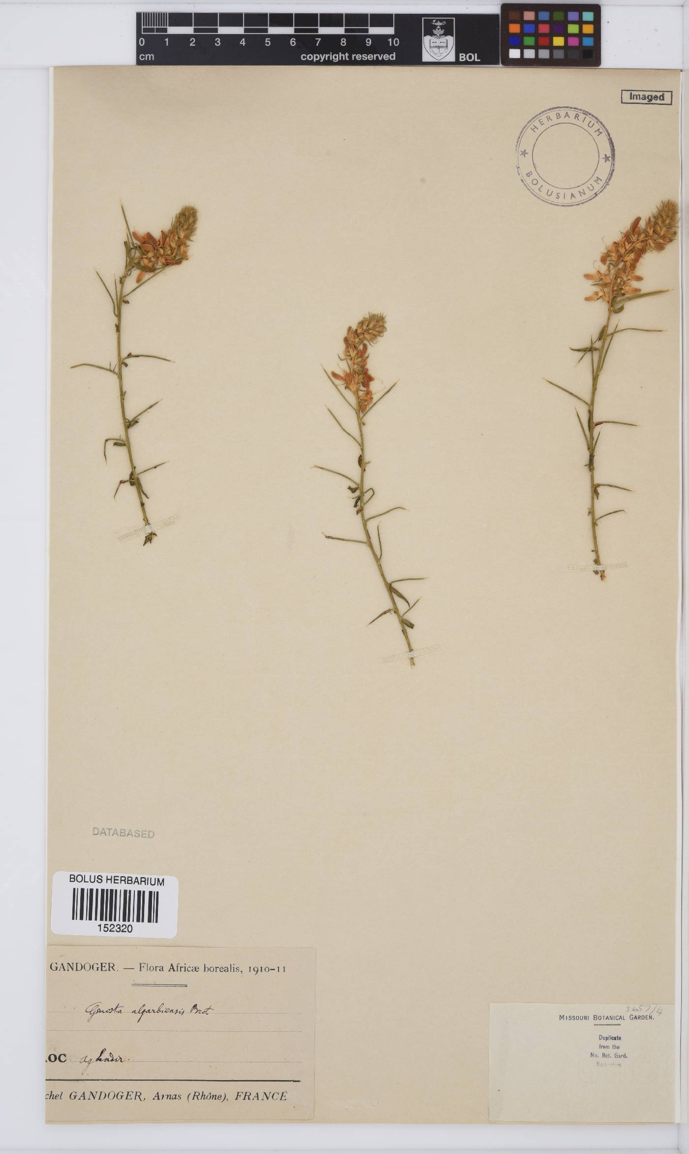Genista hirsuta subsp. hirsuta image