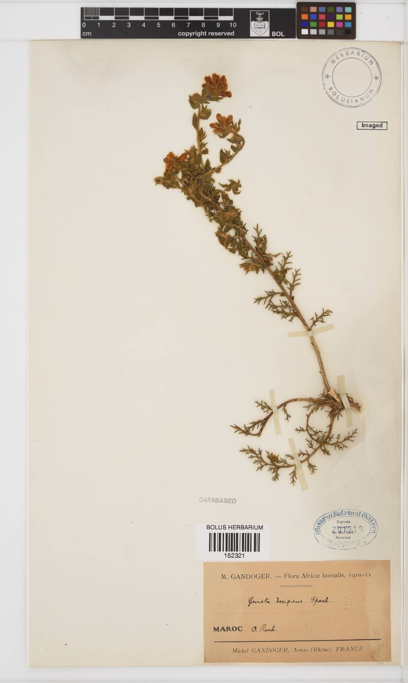 Genista tournefortii subsp. decipiens image