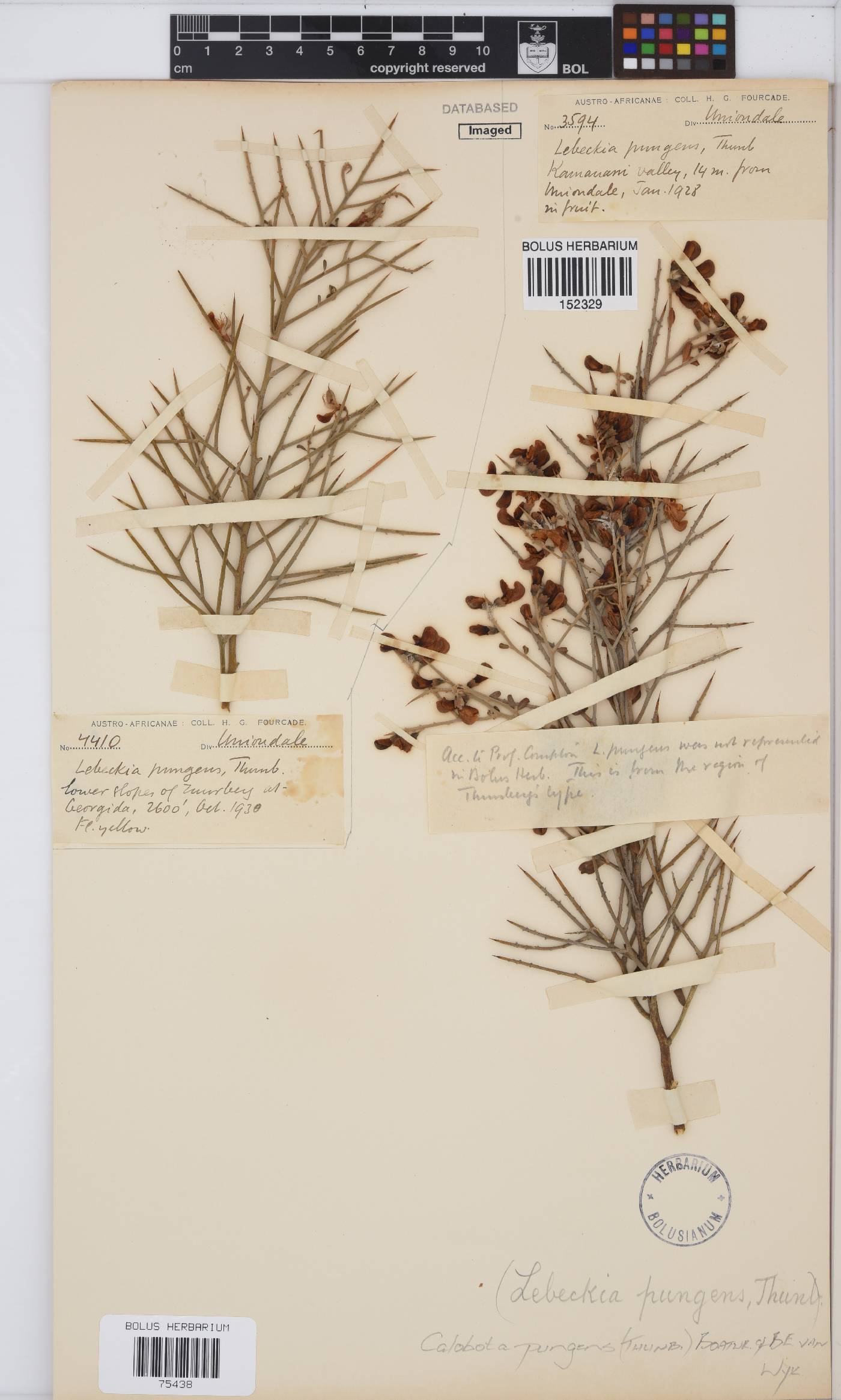 Calobota pungens image