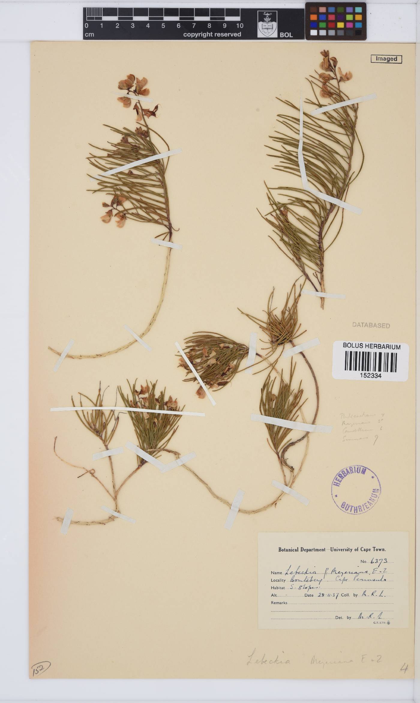 Lebeckia meyeriana image