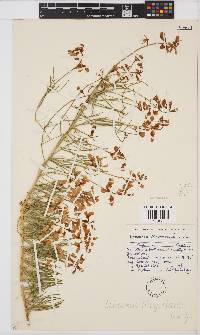 Lebeckia meyeriana image