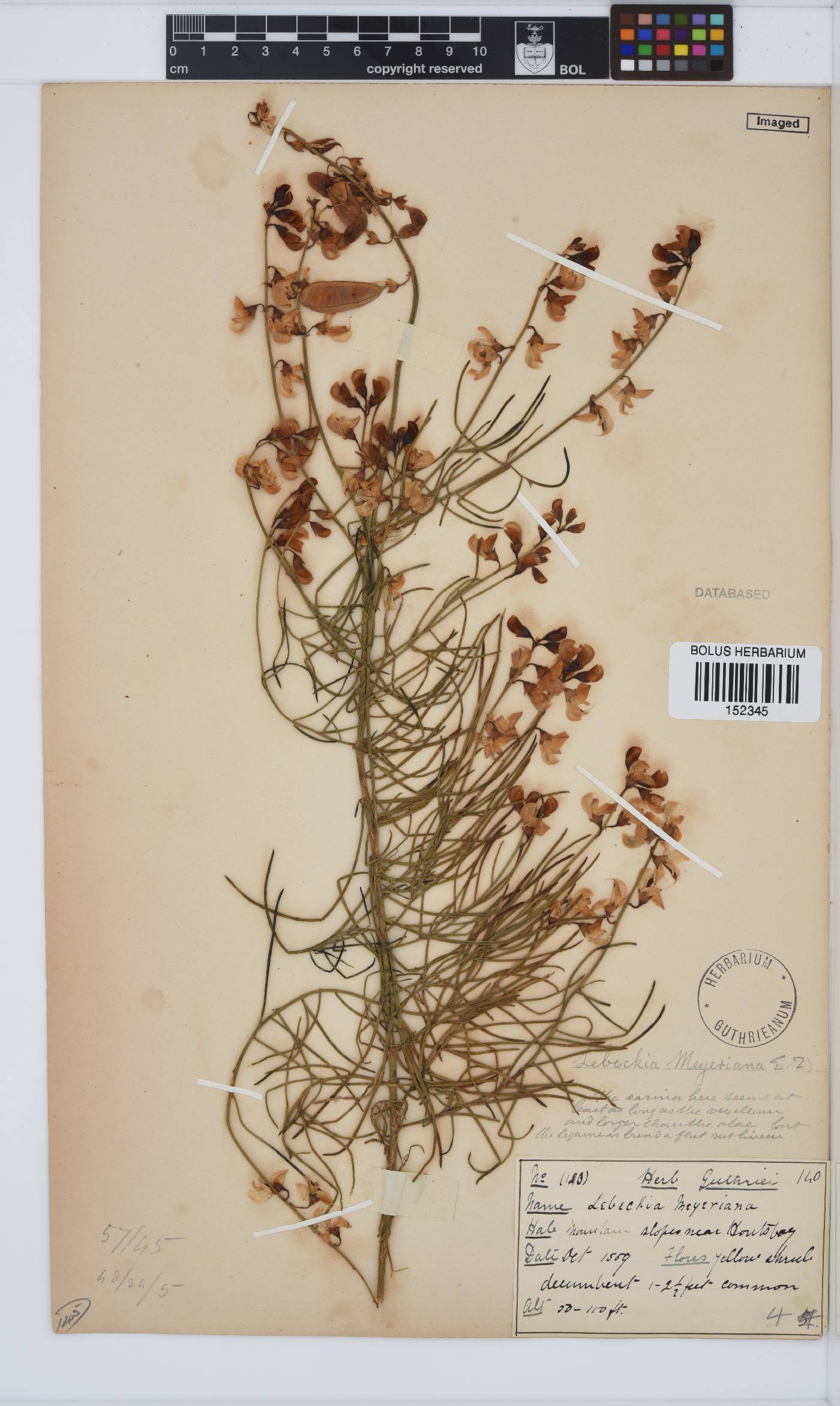 Lebeckia meyeriana image