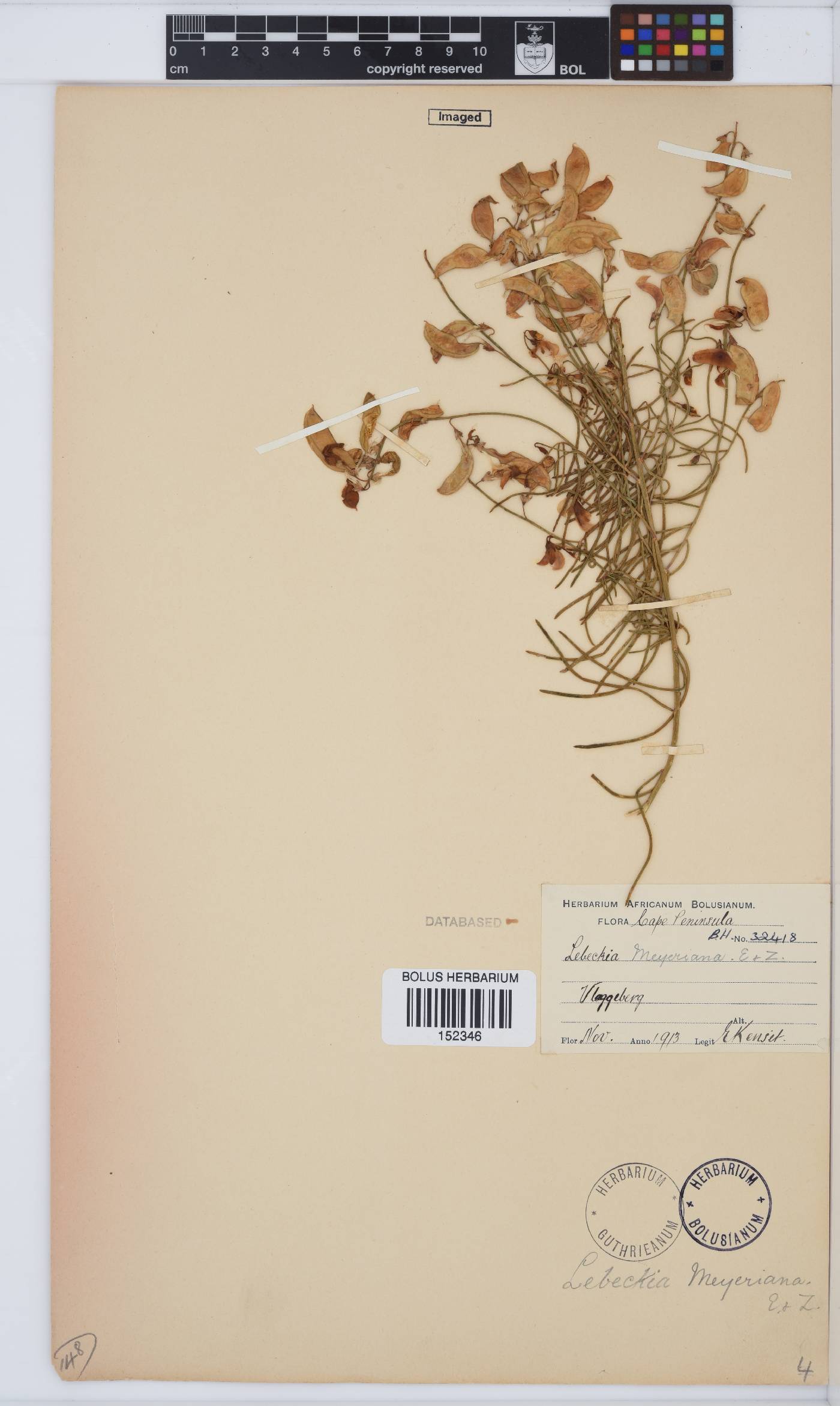 Lebeckia meyeriana image