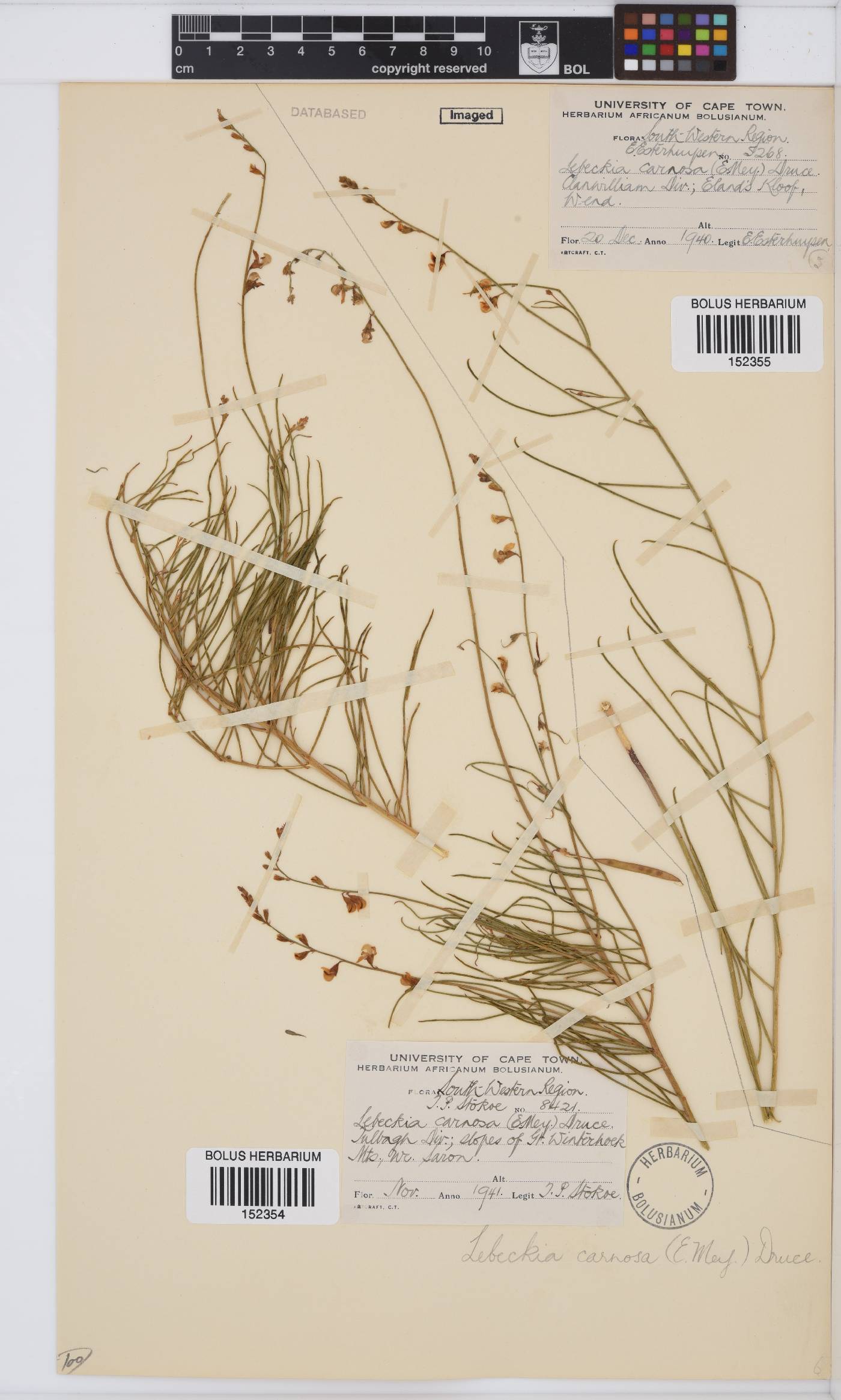 Lebeckia image