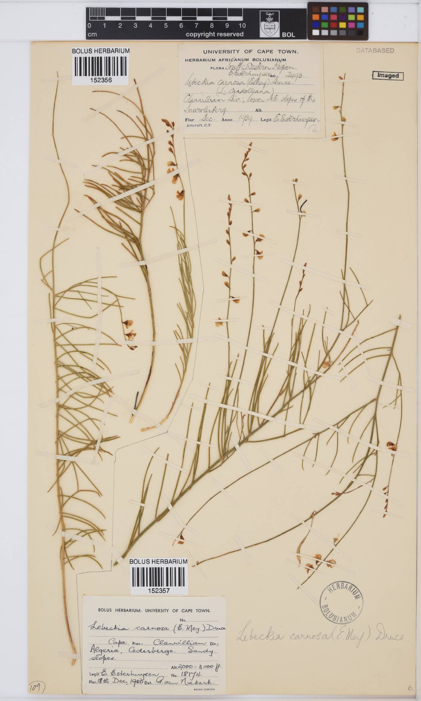 Lebeckia image