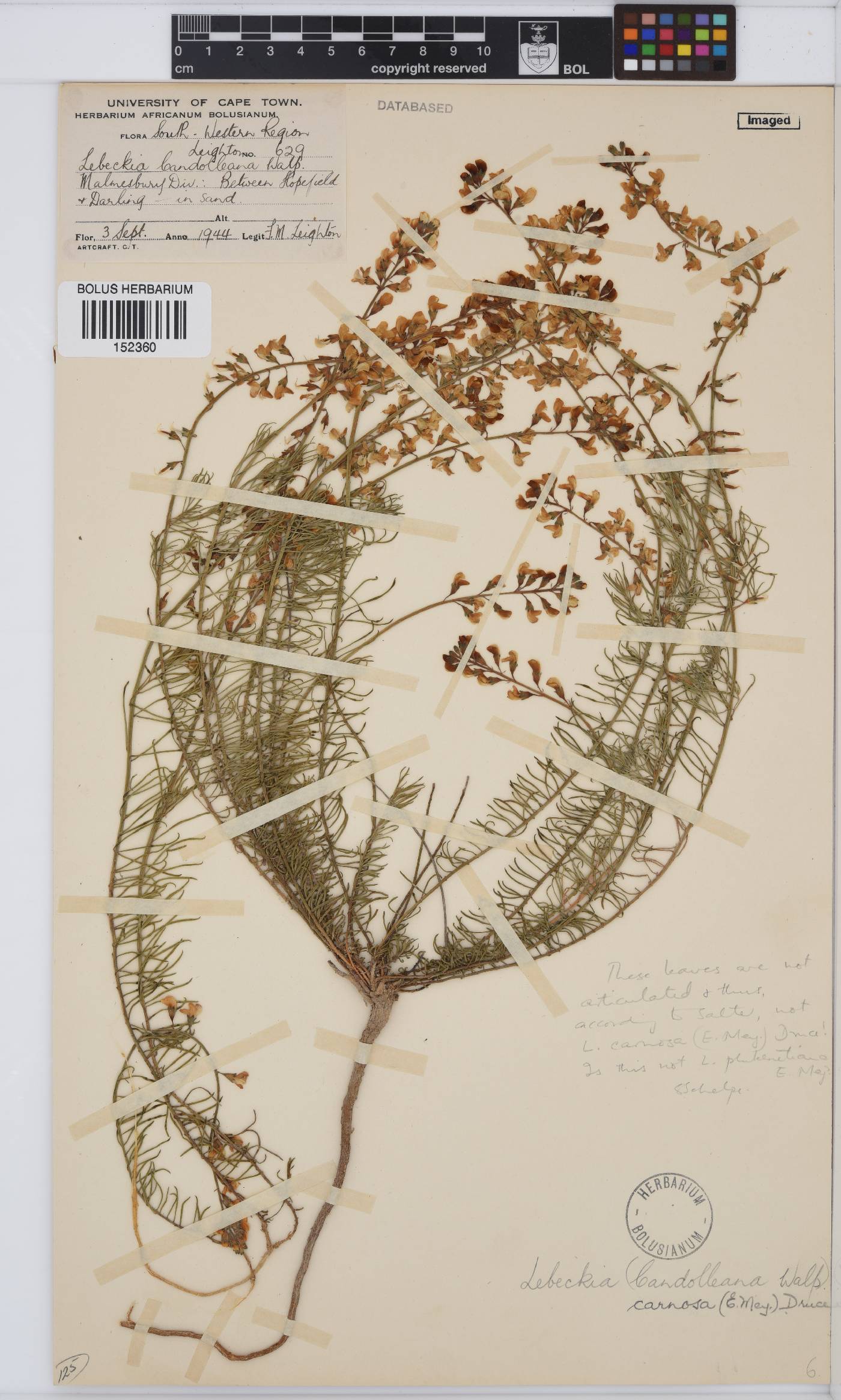 Lebeckia image