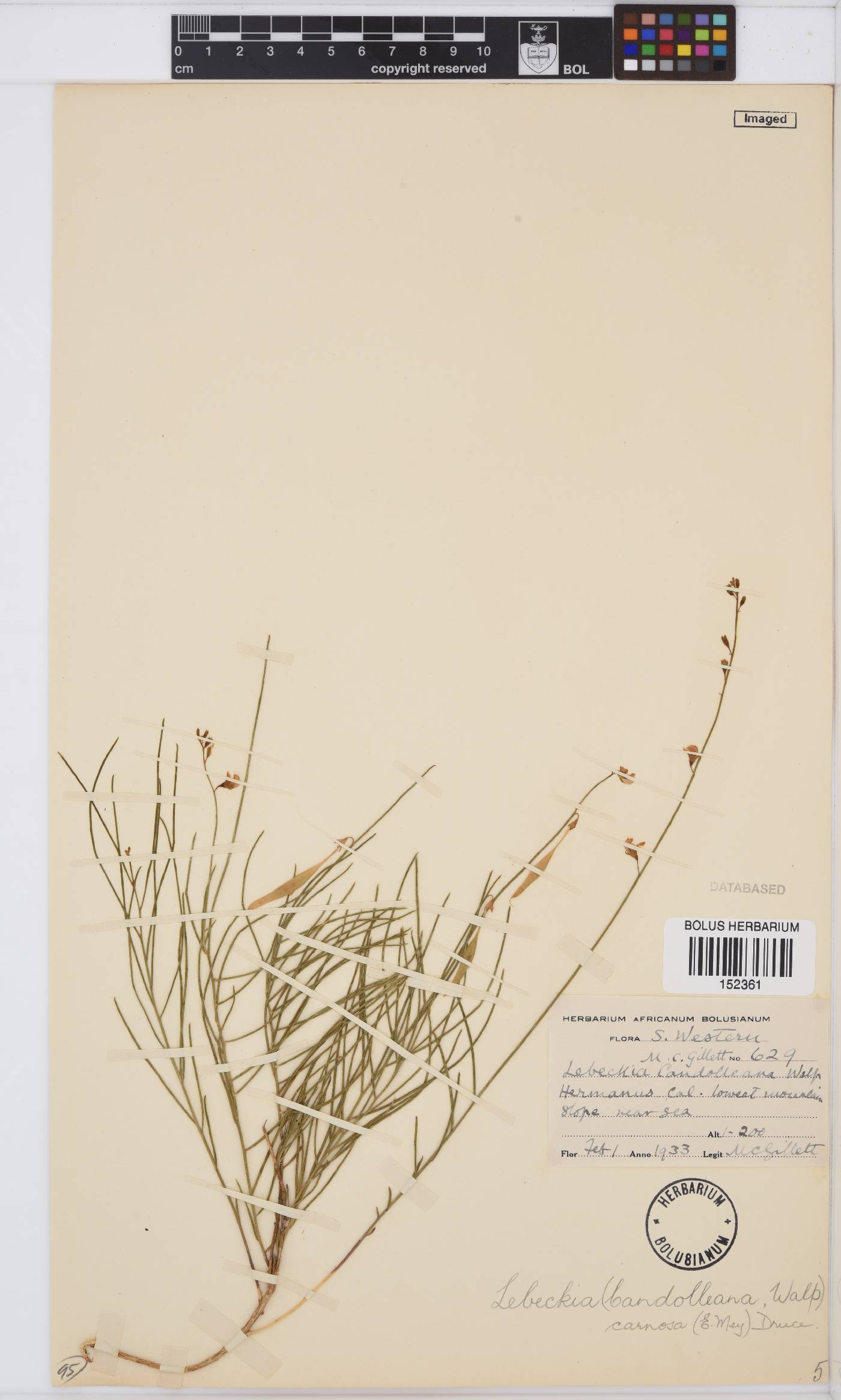 Lebeckia image