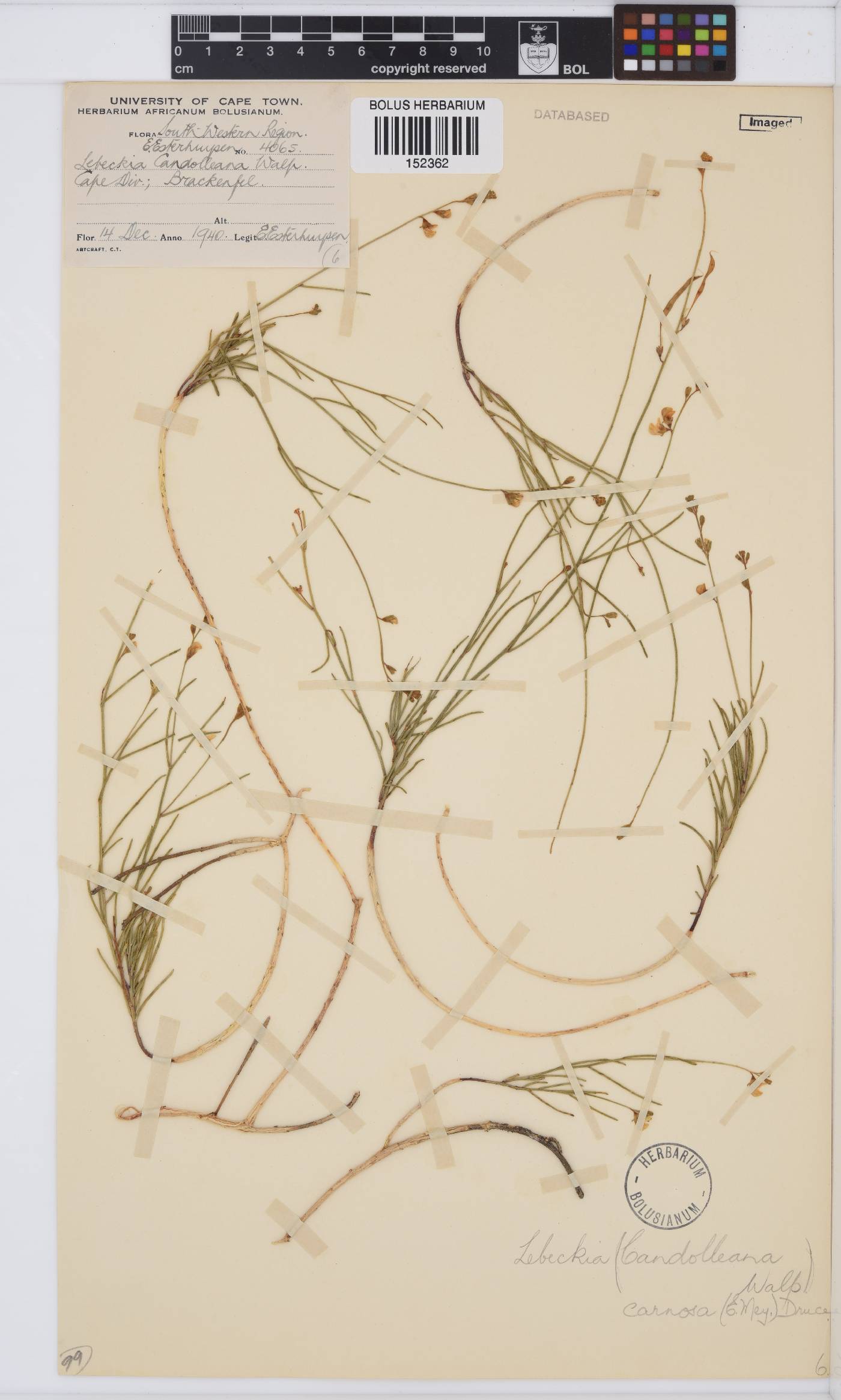 Lebeckia image