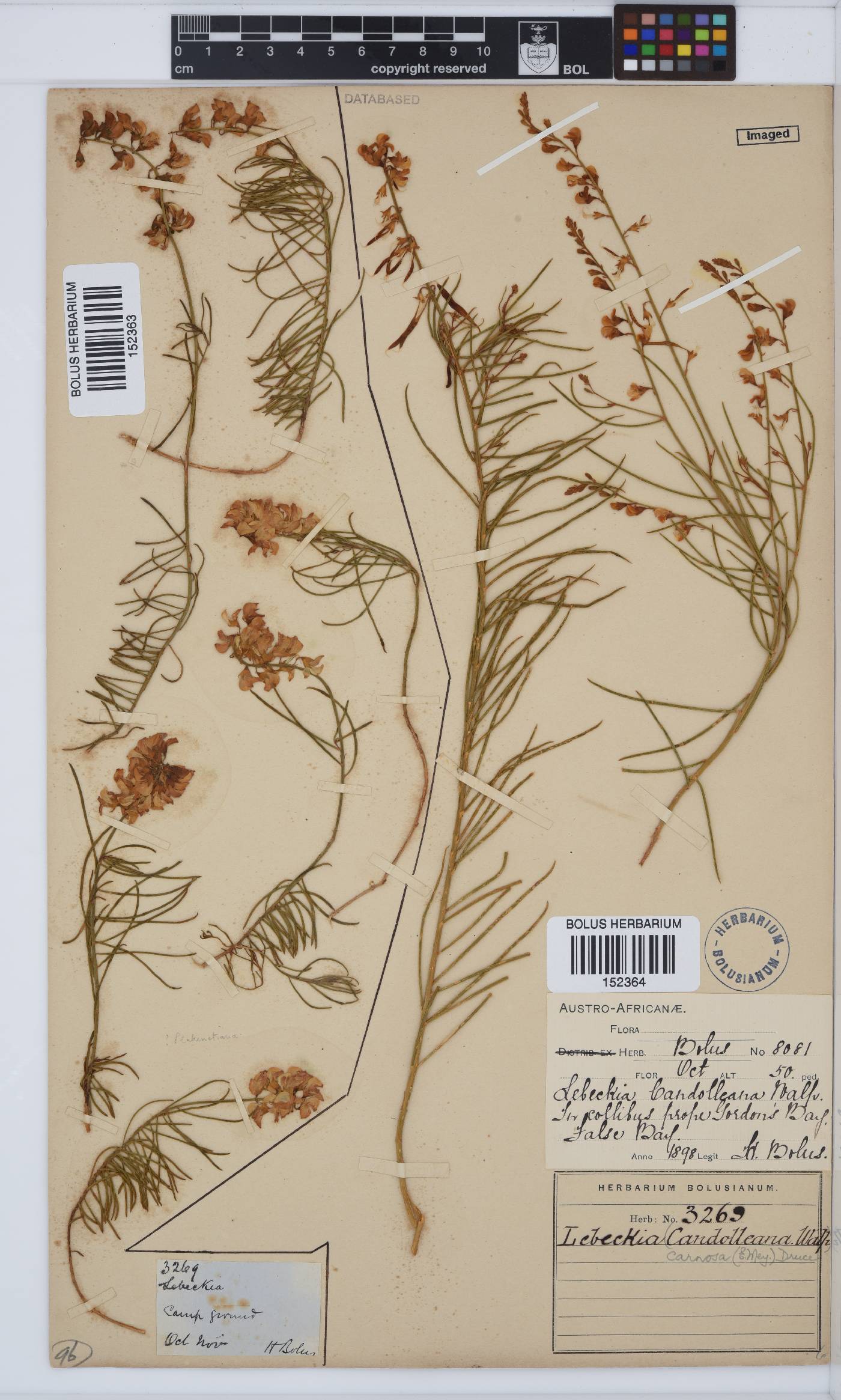 Lebeckia image