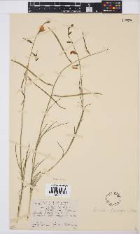 Lebeckia pauciflora image