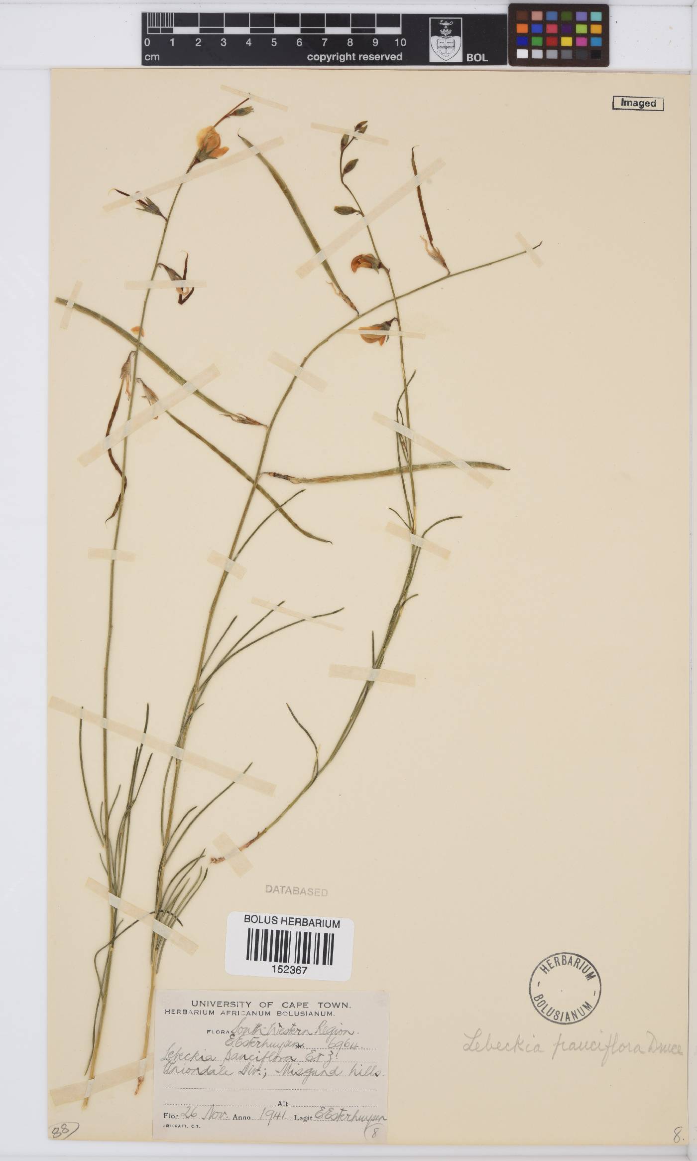 Lebeckia pauciflora image