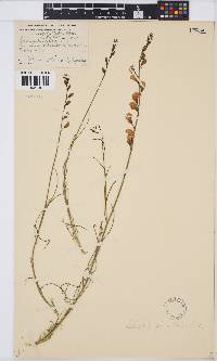 Lebeckia pauciflora image