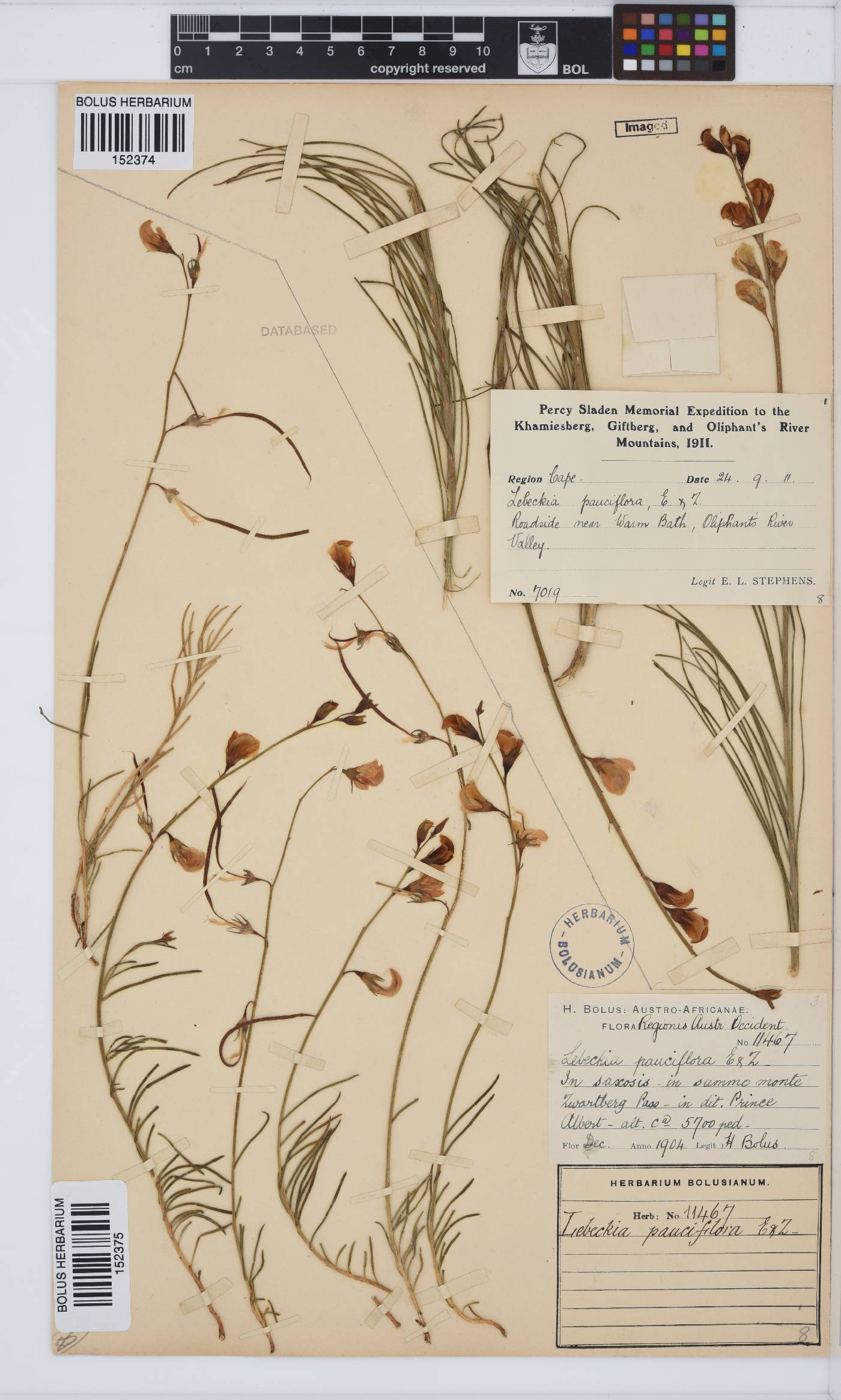 Lebeckia pauciflora image