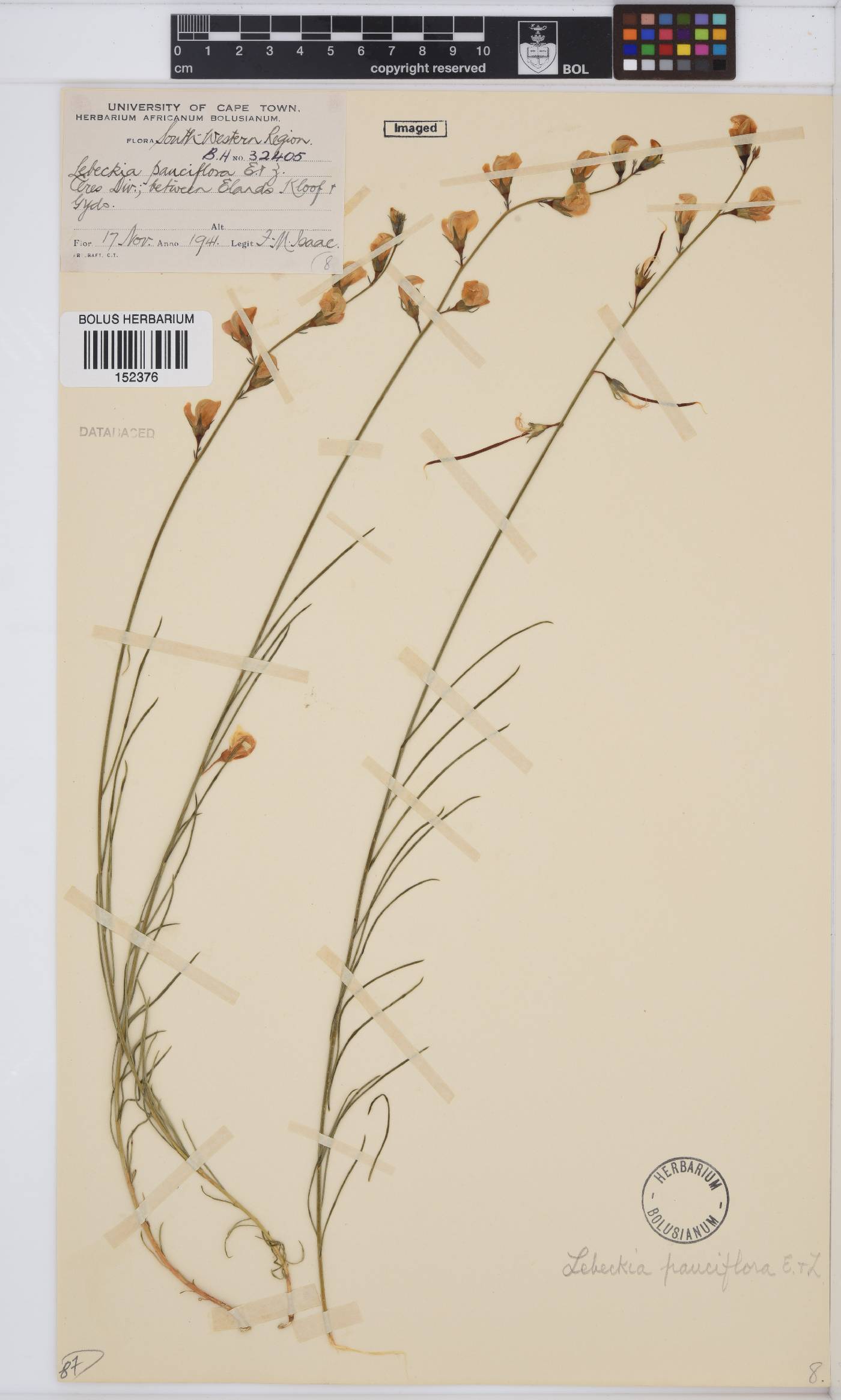 Lebeckia pauciflora image