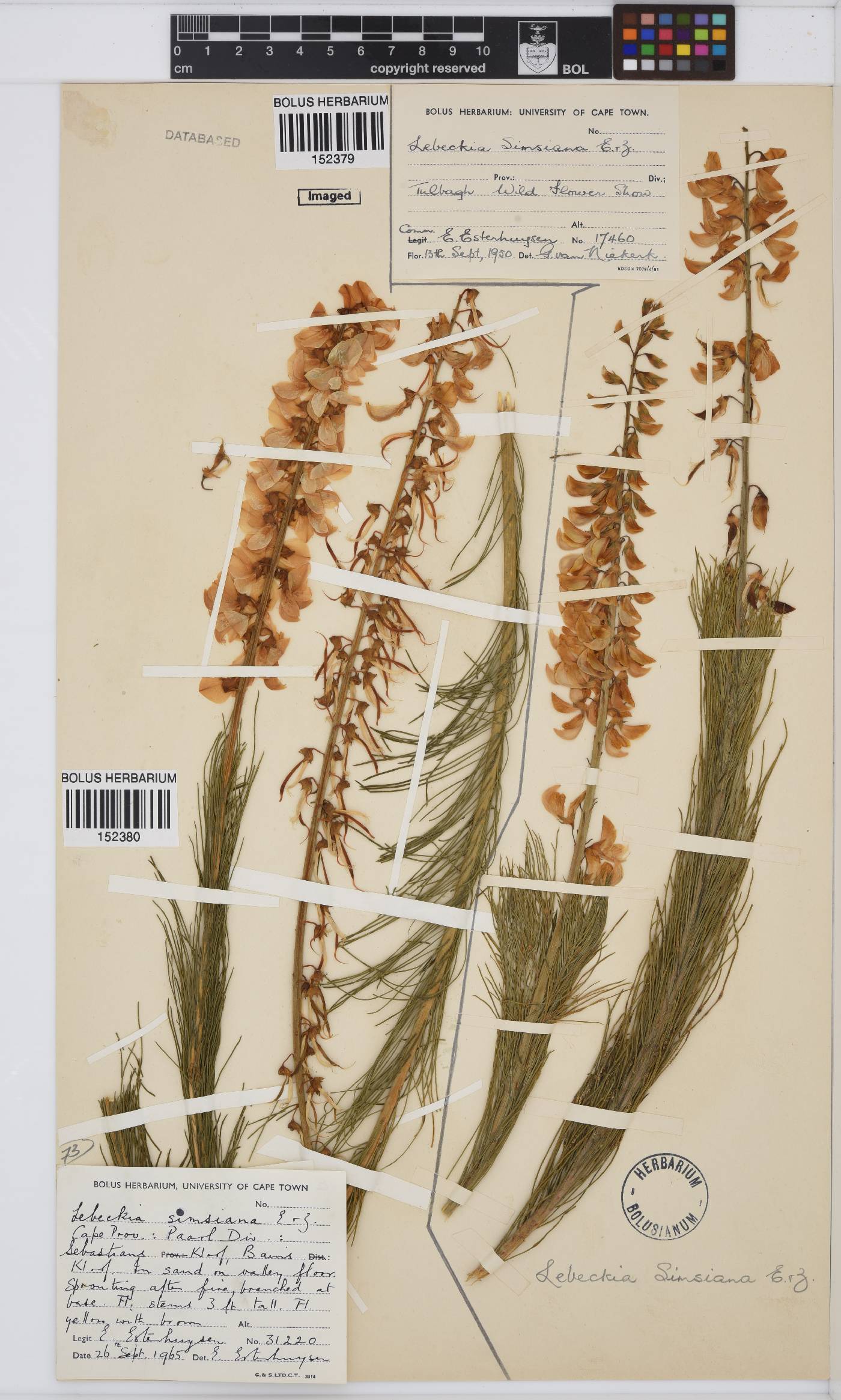 Lebeckia sepiaria image