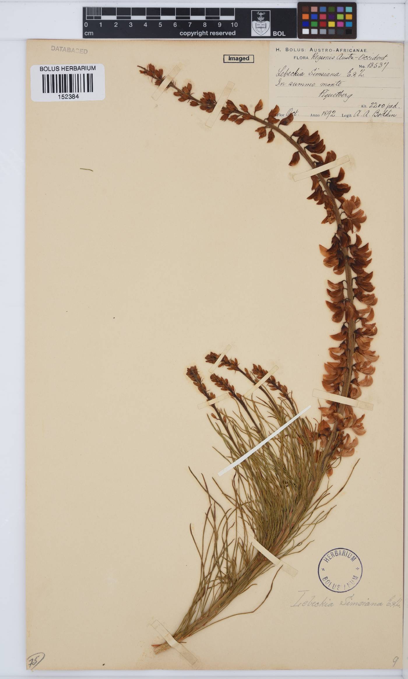 Lebeckia image