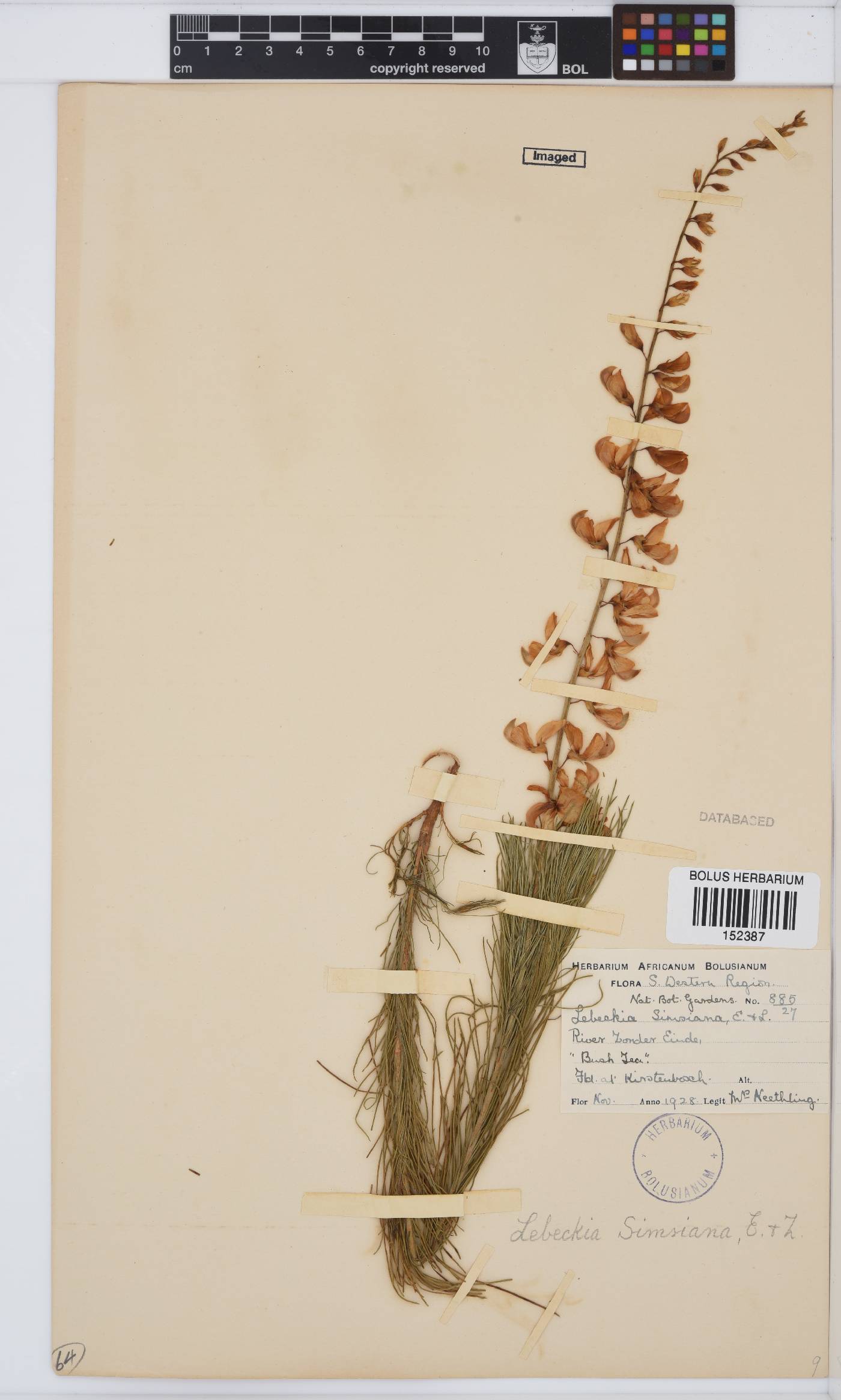 Lebeckia sepiaria image