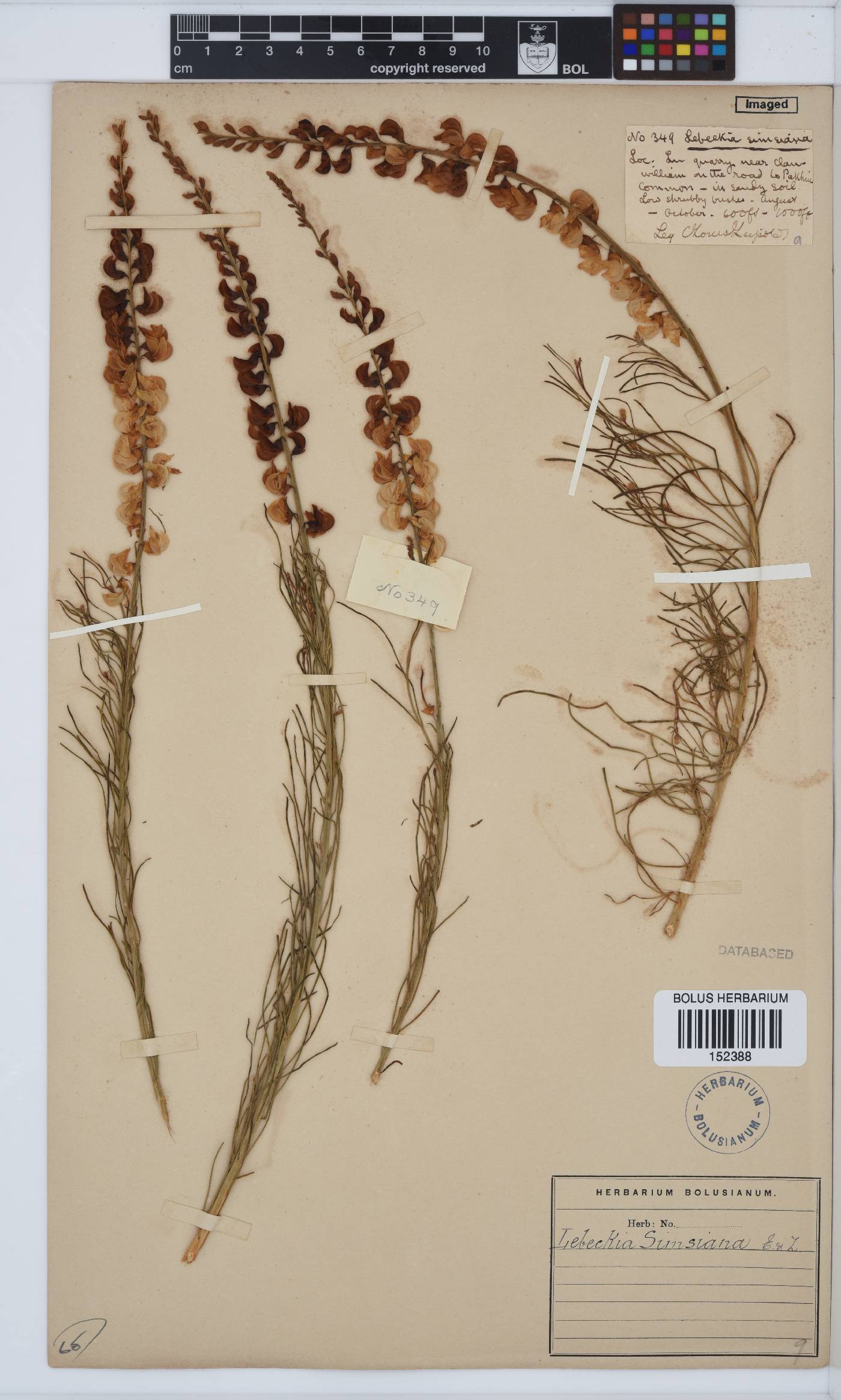Lebeckia sepiaria image