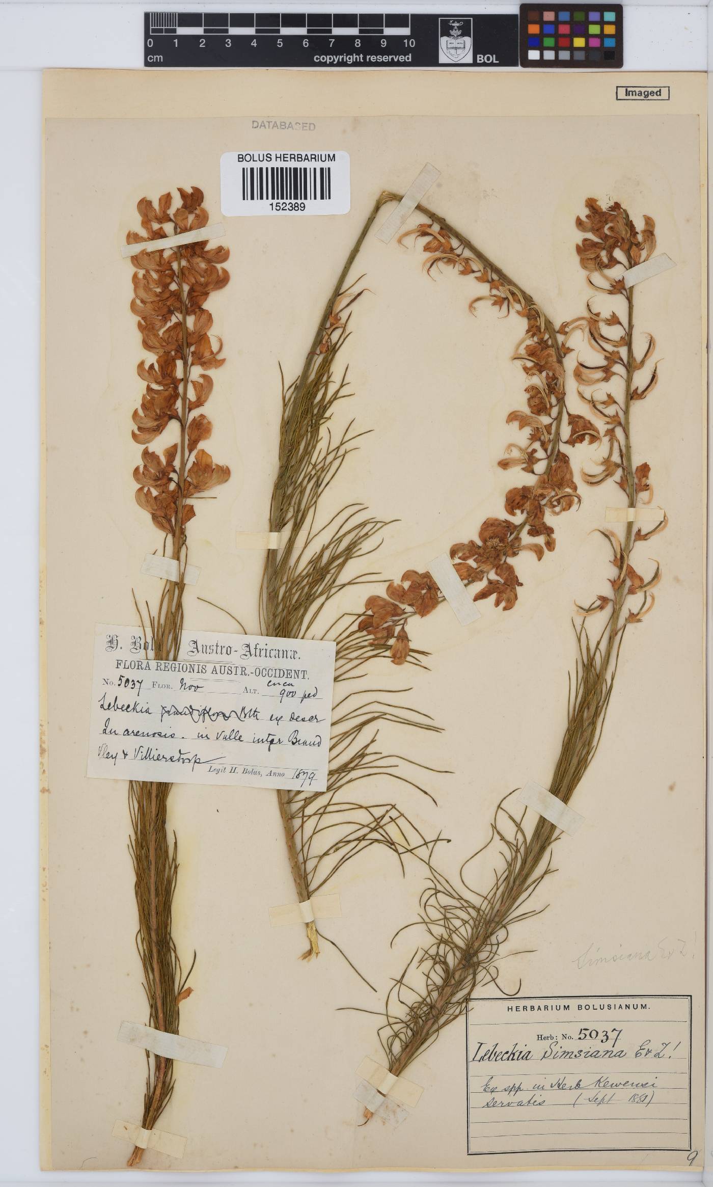 Lebeckia sepiaria image
